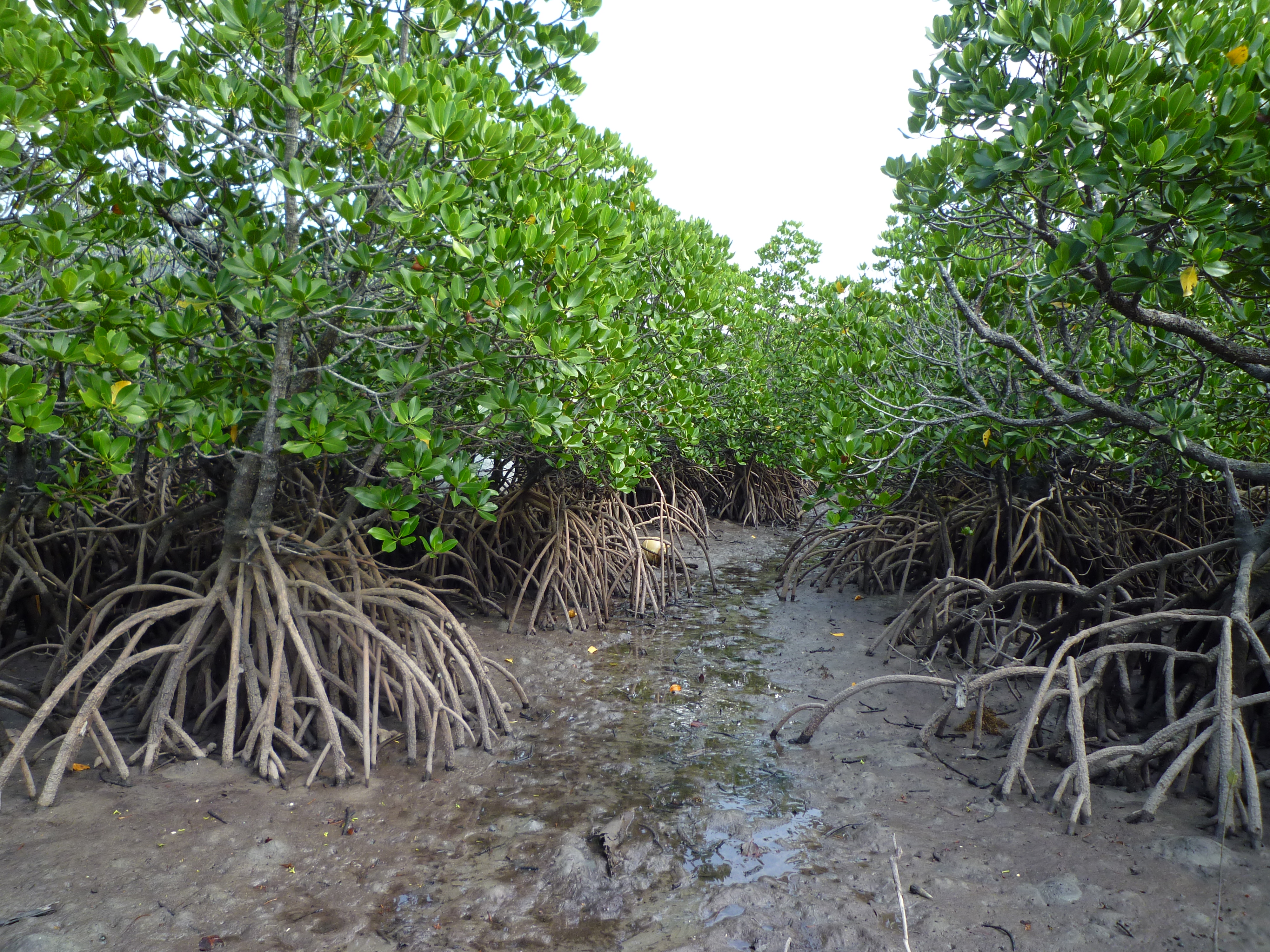 マングローブ林