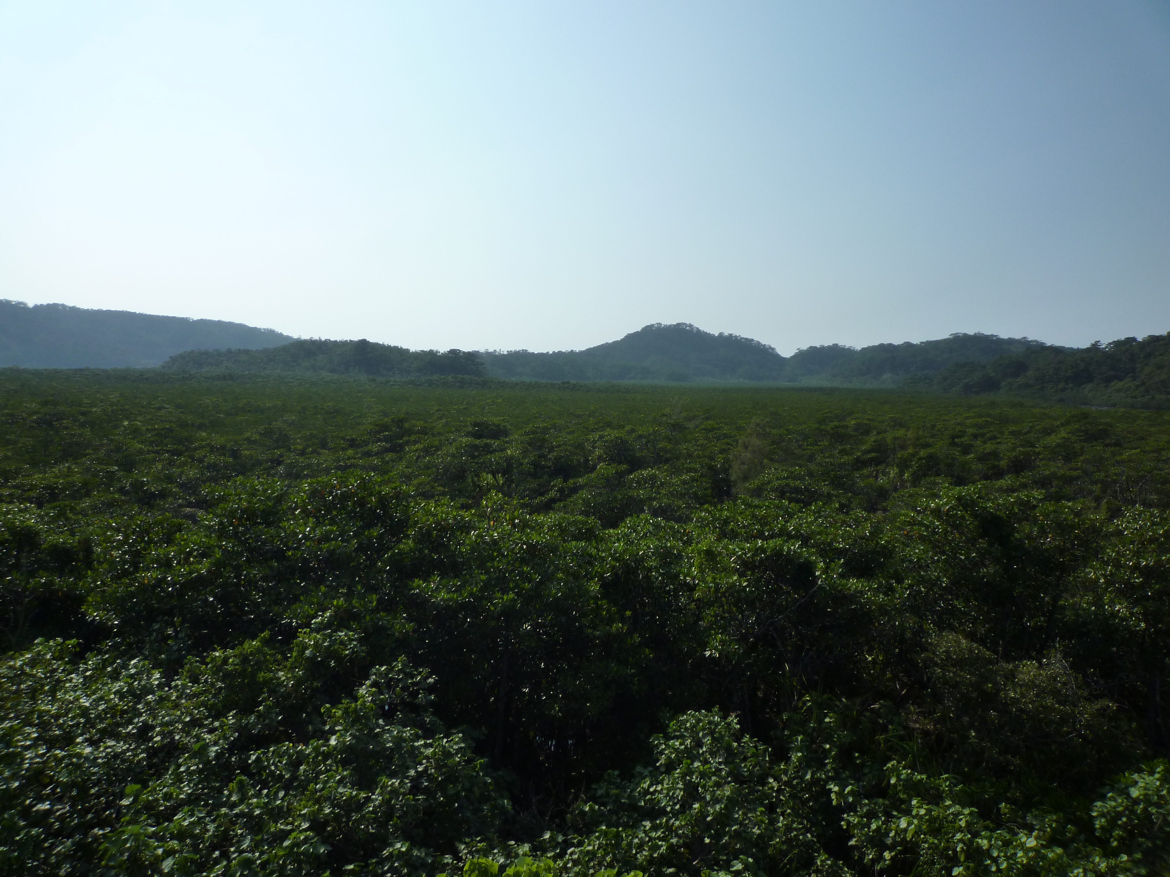 マングローブ林の天頂部分