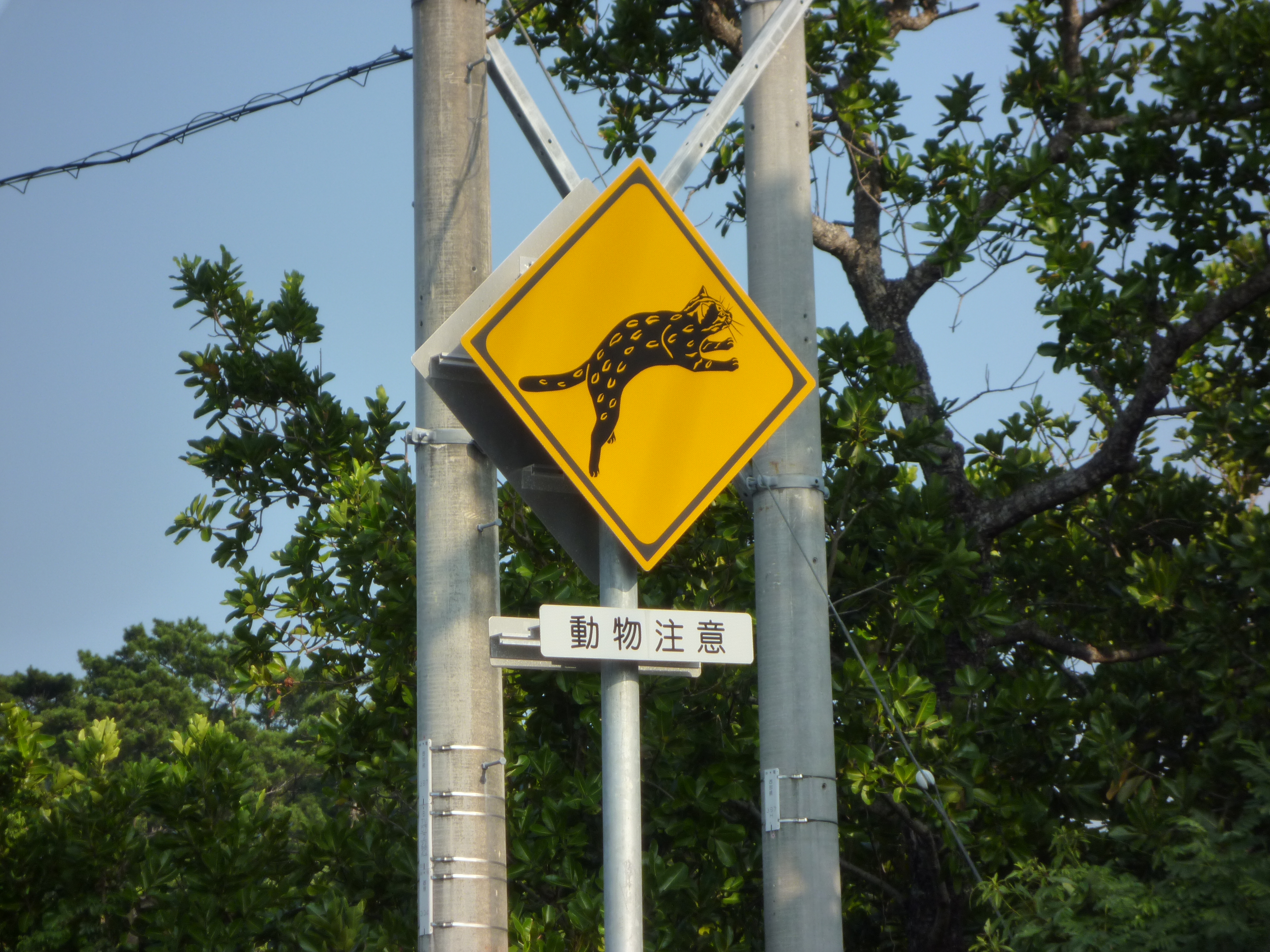 動物注意のイリオモテヤマネコバージョン
