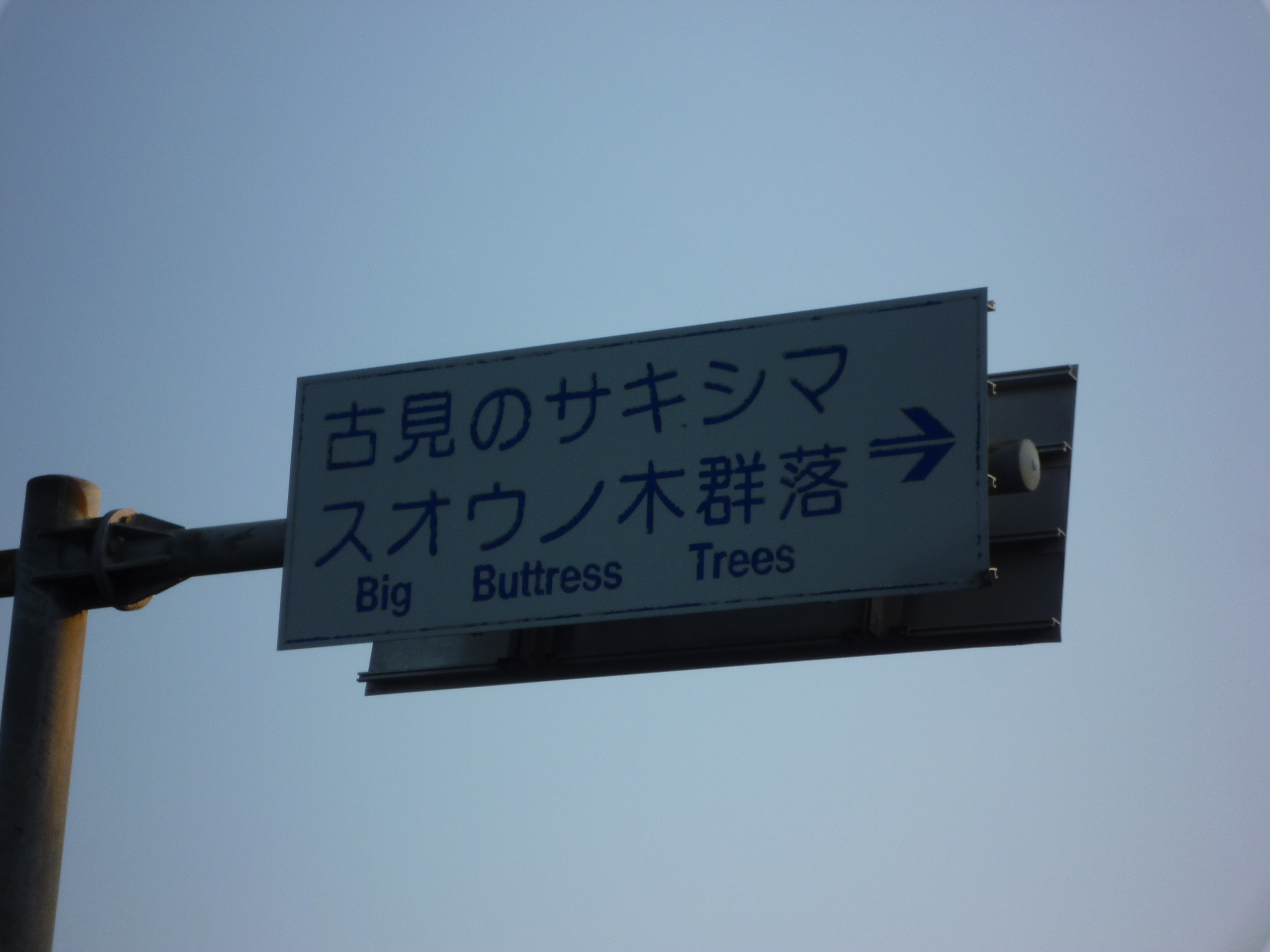 古見のサキシマスオウノキ群落