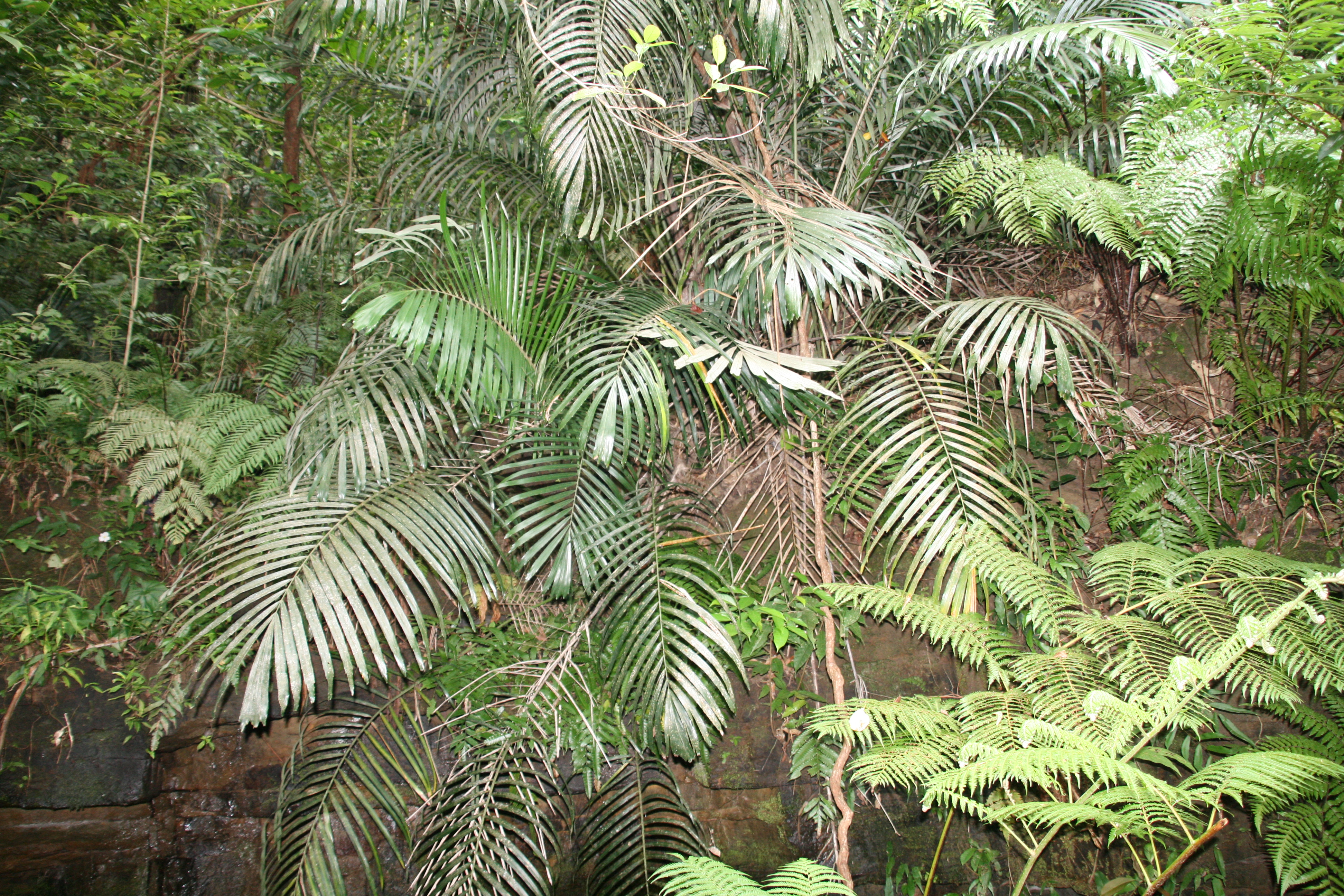 長い葉っぱの植物