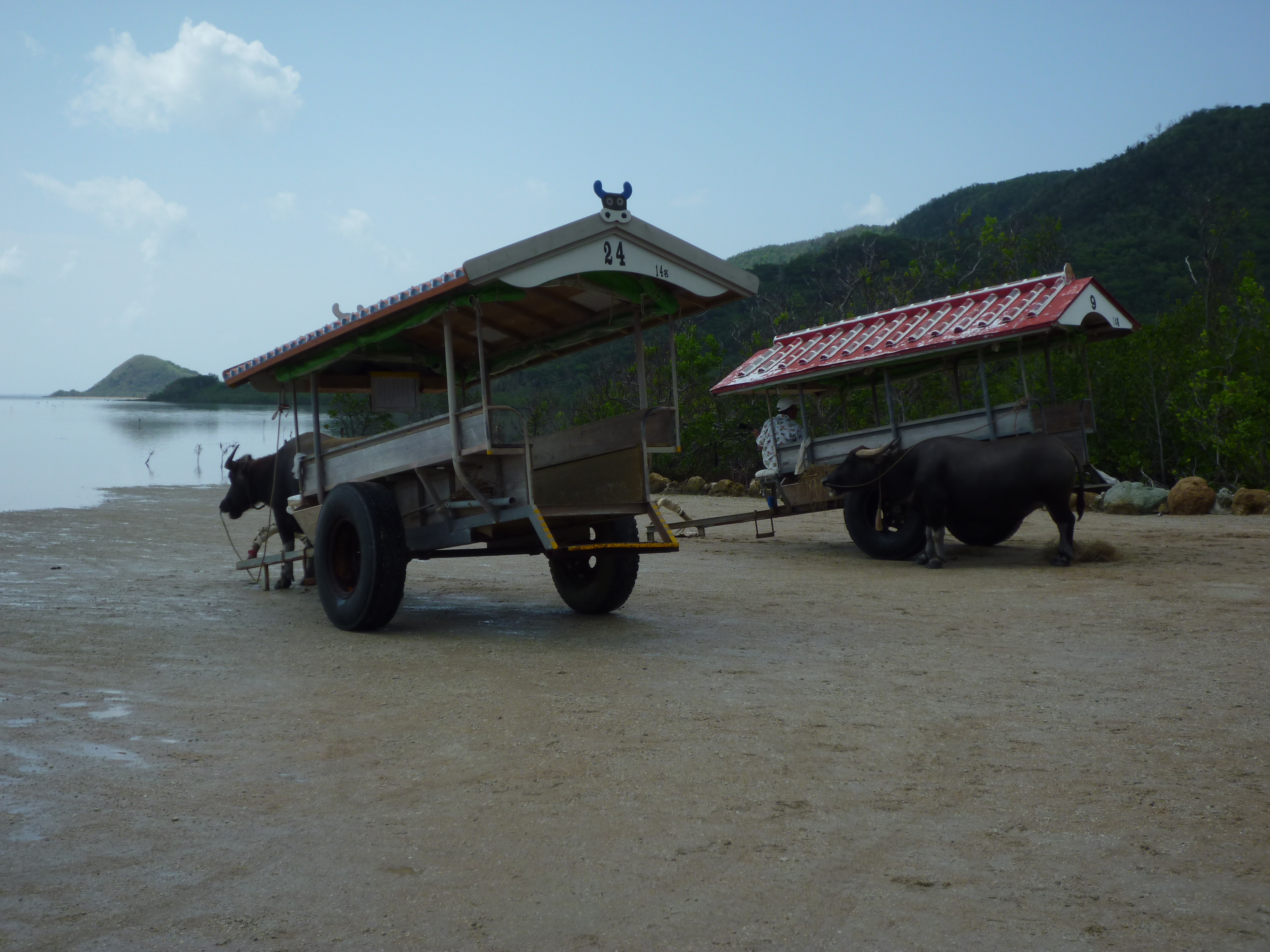 水牛車2台