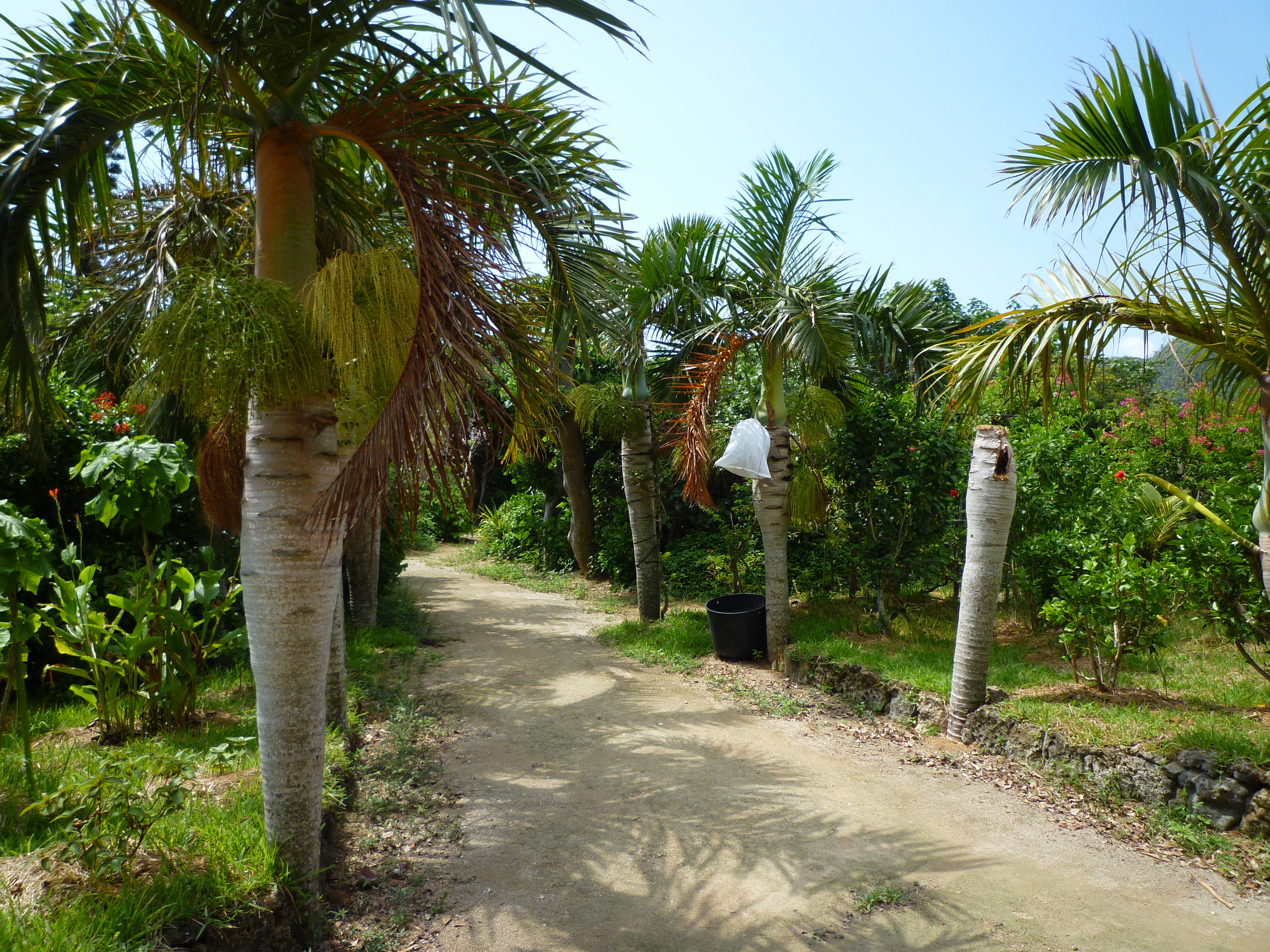 パイナップルかバナナの木