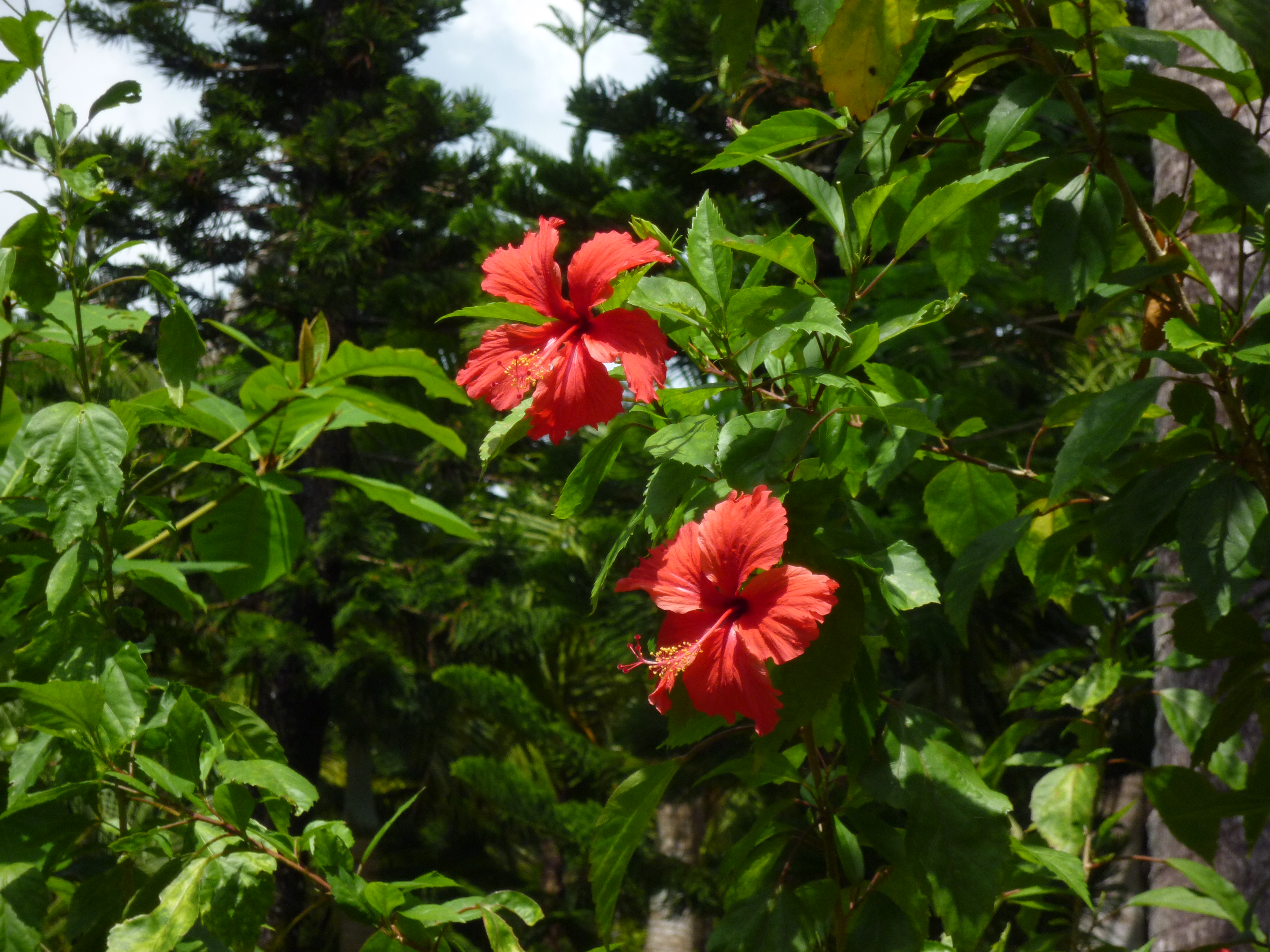 ブーゲンビリア