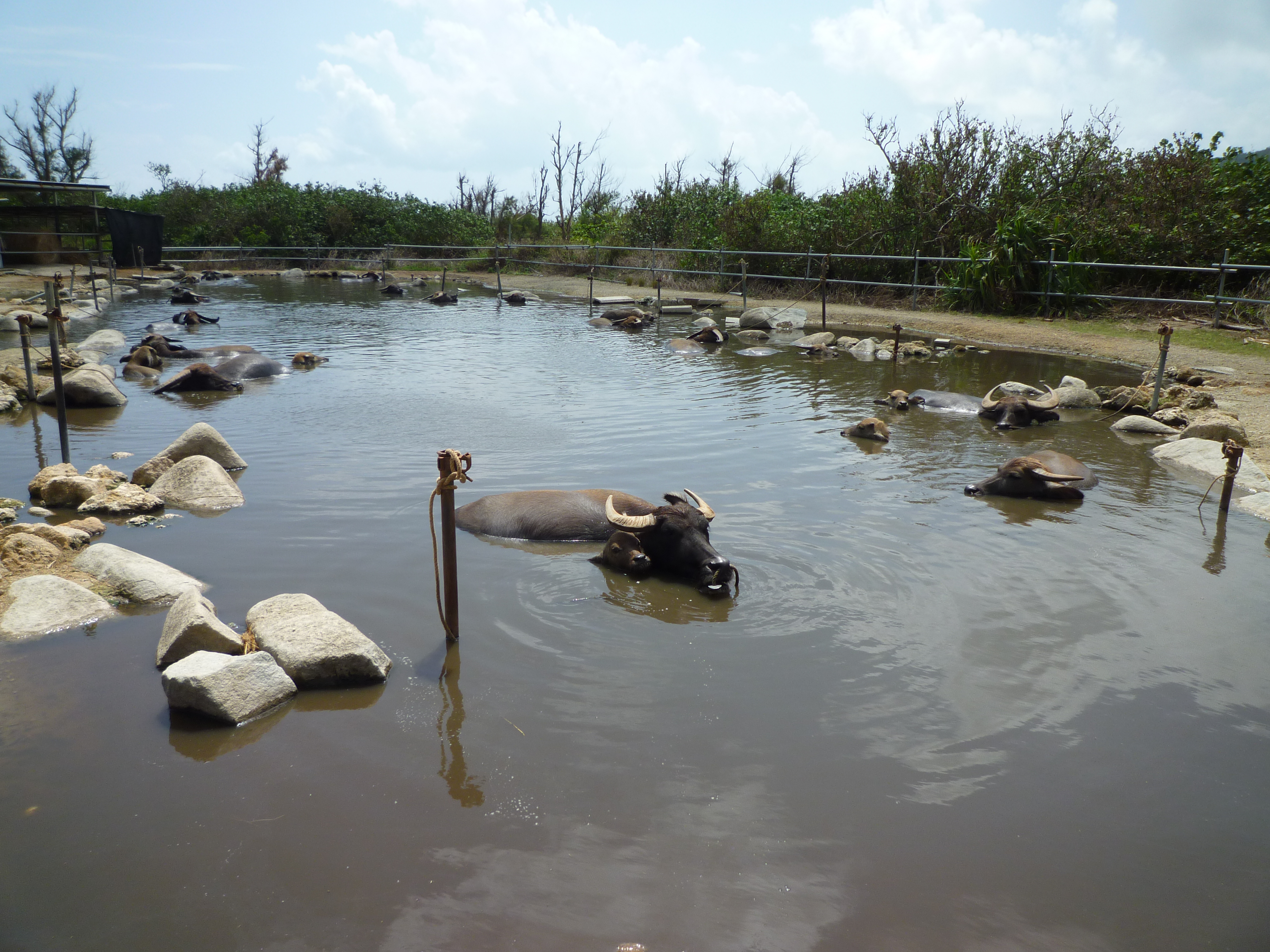 水牛が水の中で休む