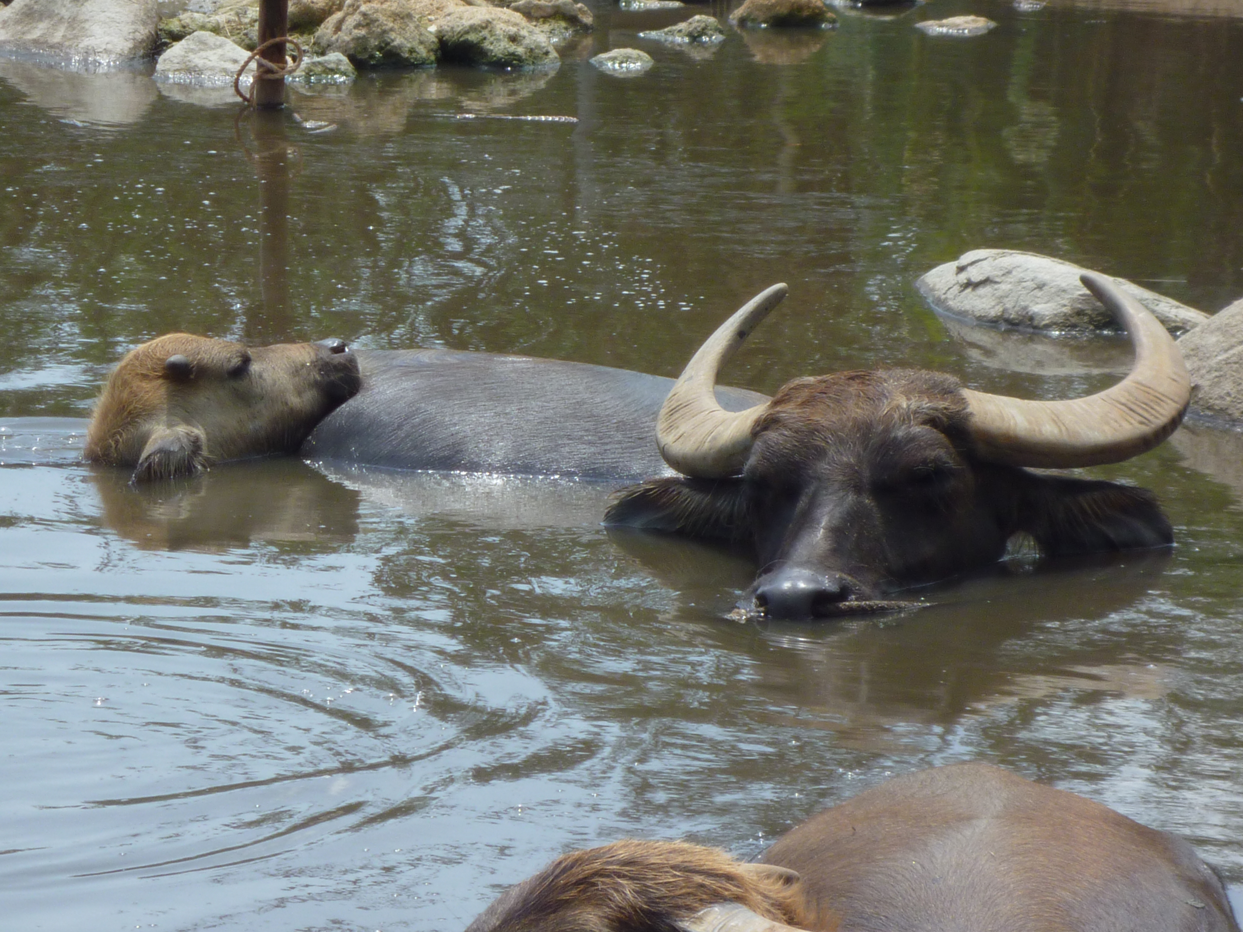幸せそうな水牛