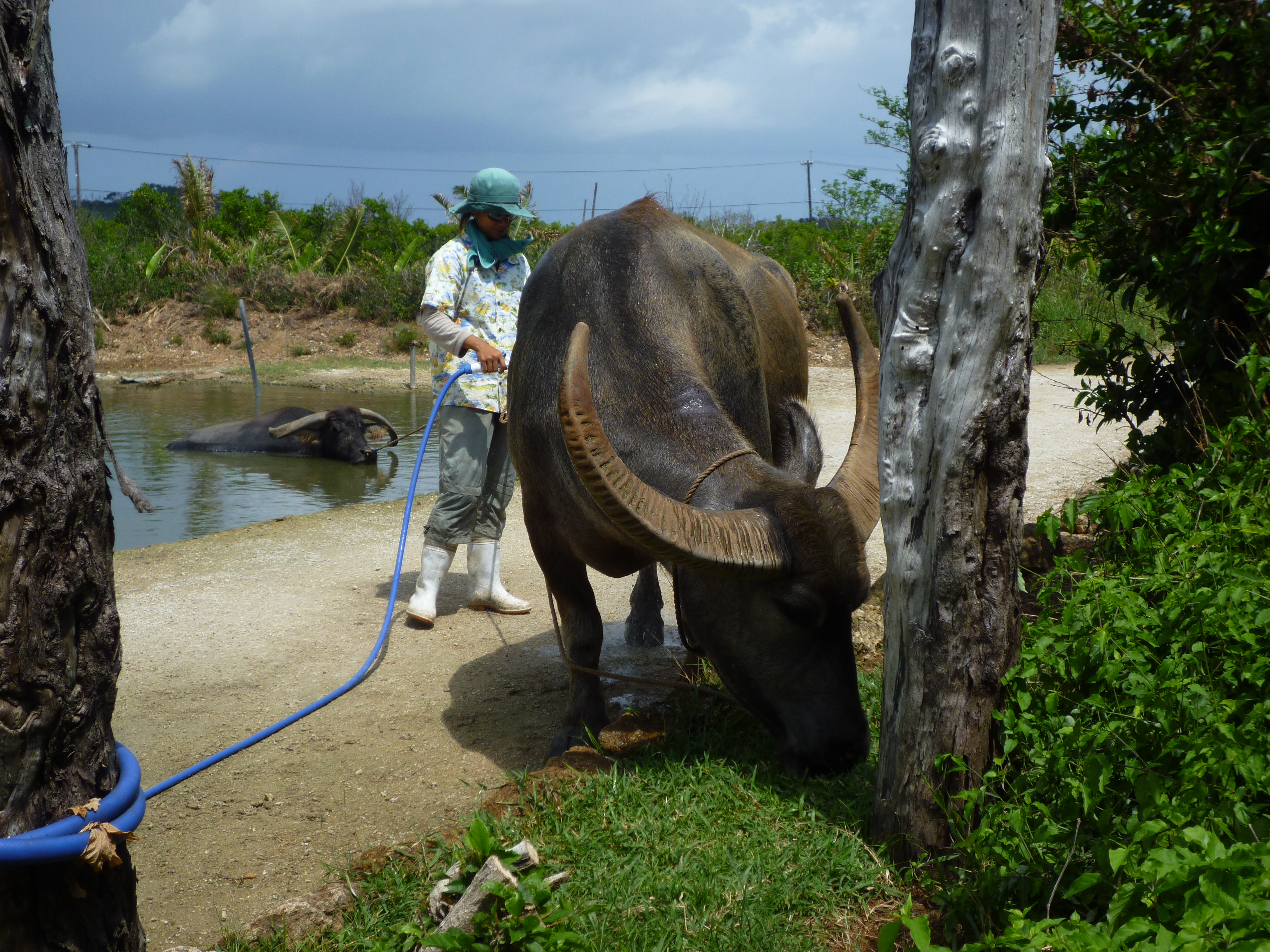体を洗われる水牛