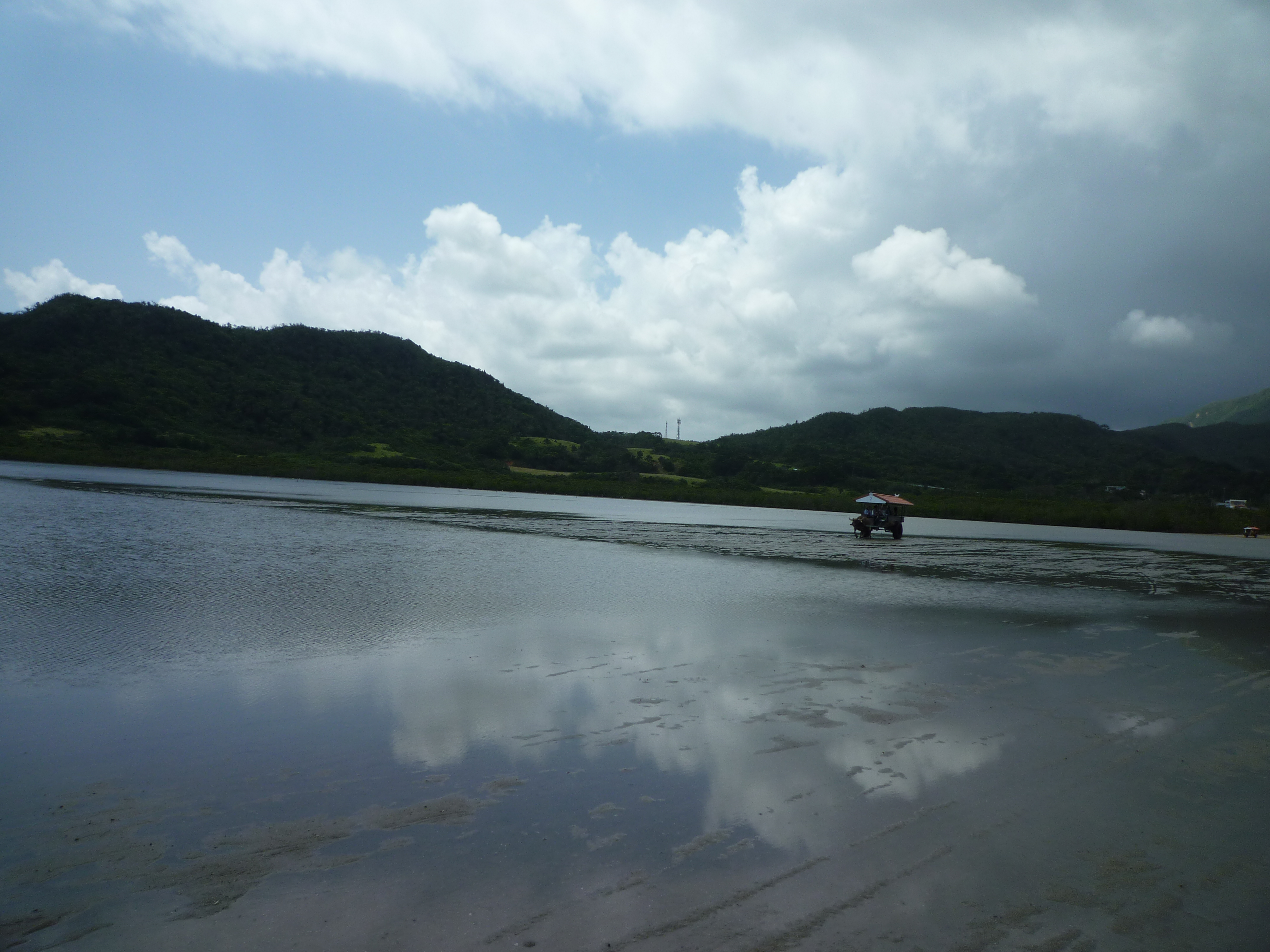 渡って来る水牛車