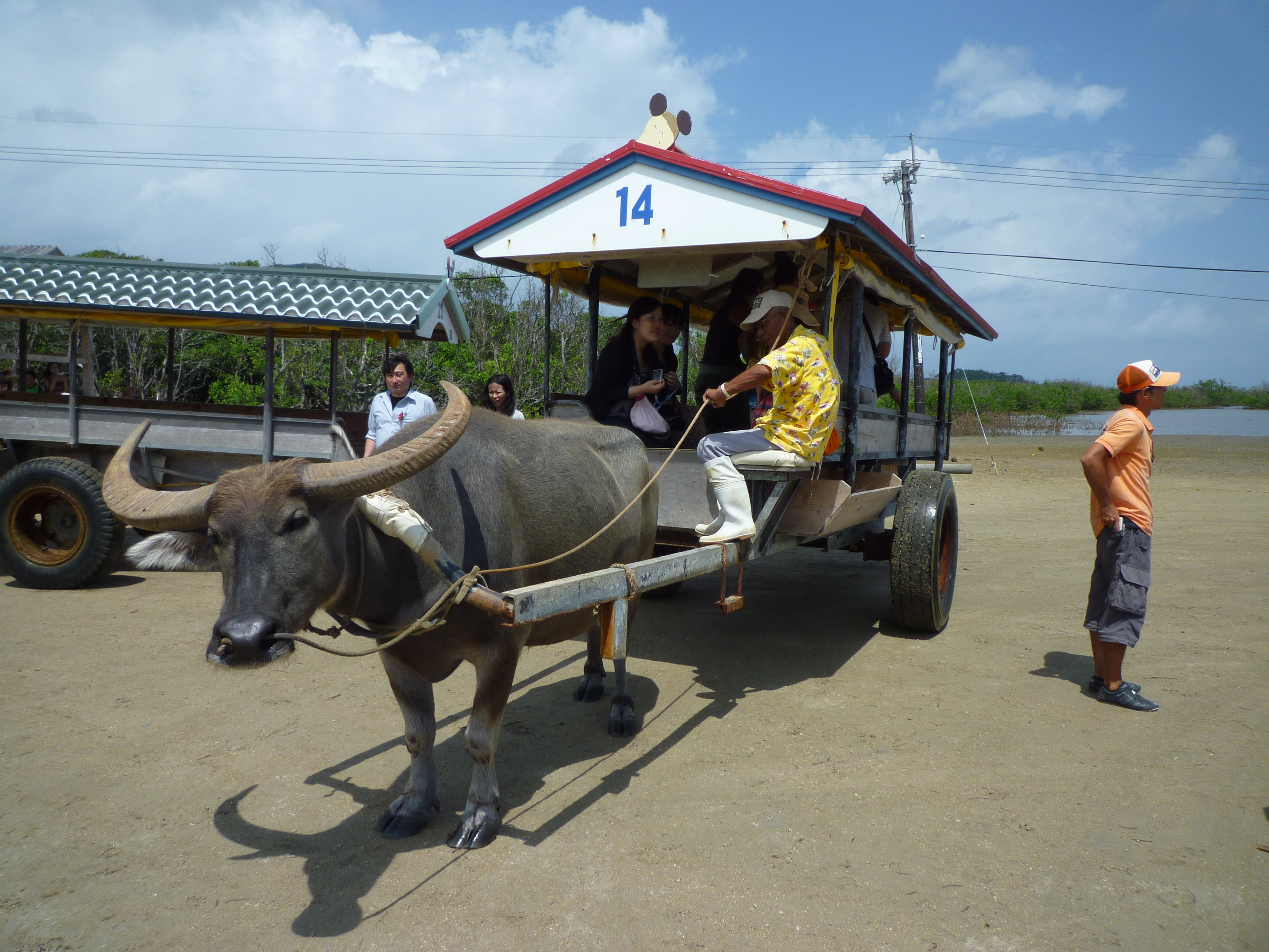 出発する水牛車