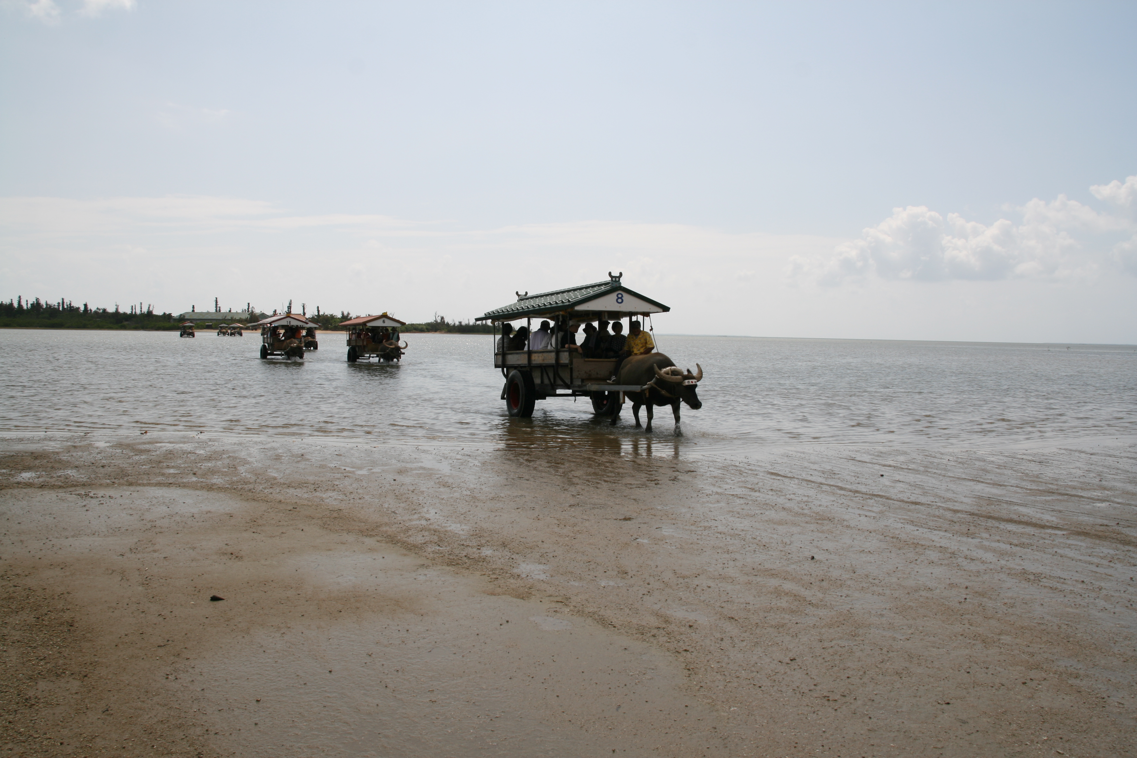 水牛車で西表島から油布島へ渡る