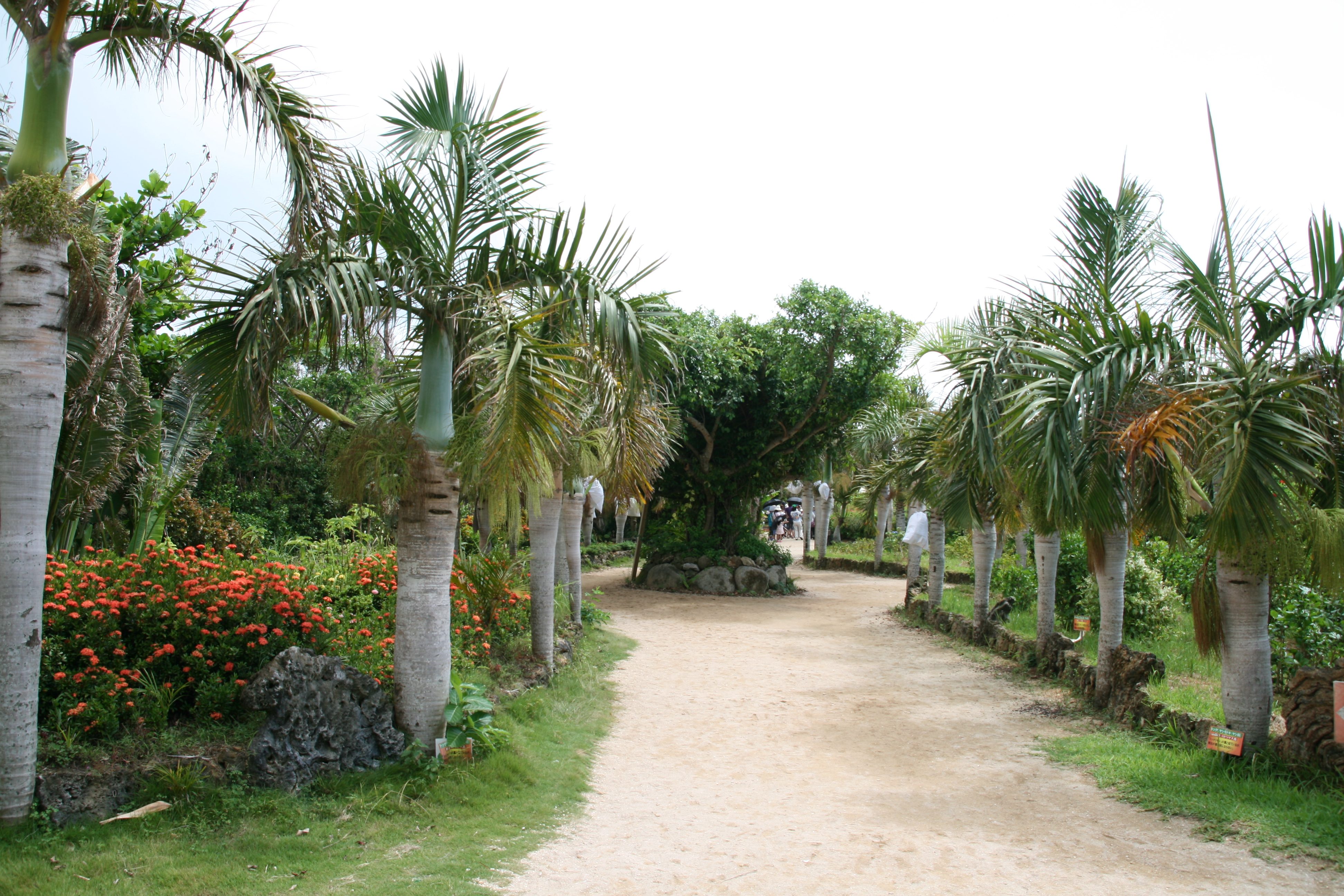 南洋植物が多い