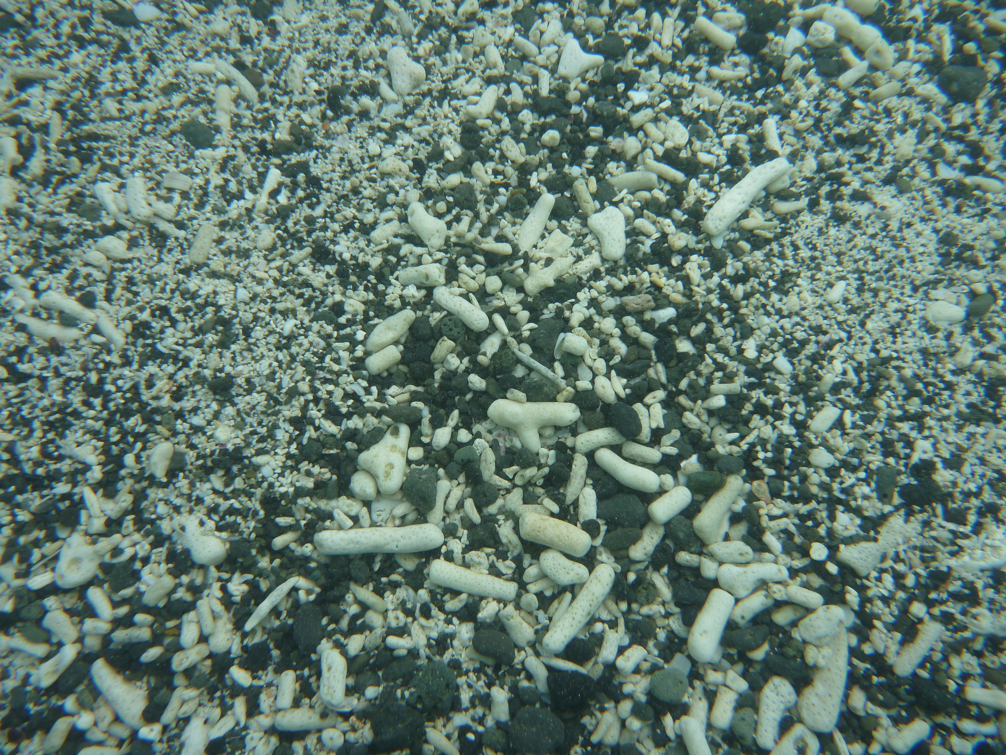 サンゴの死骸１