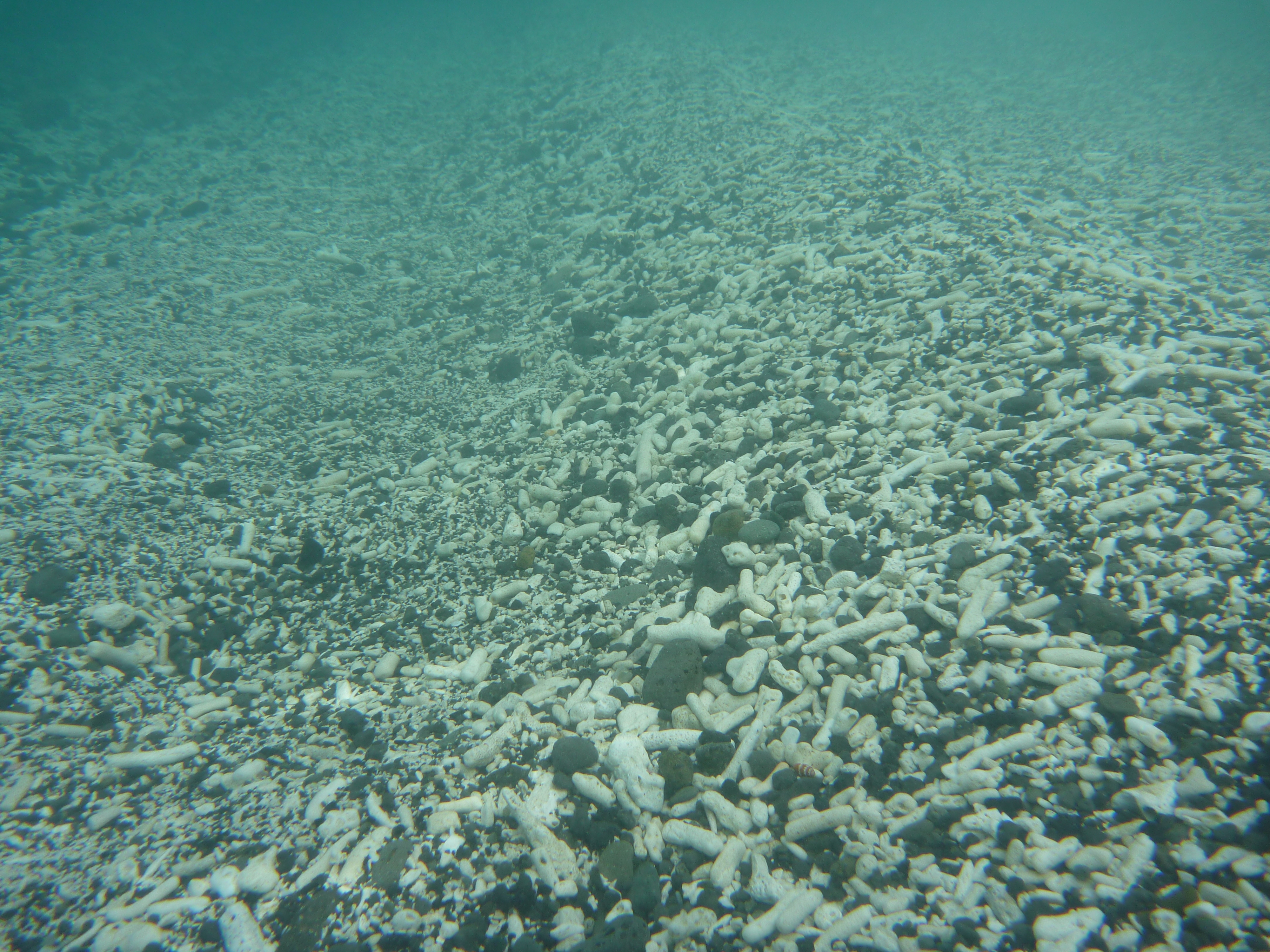 サンゴの死骸２