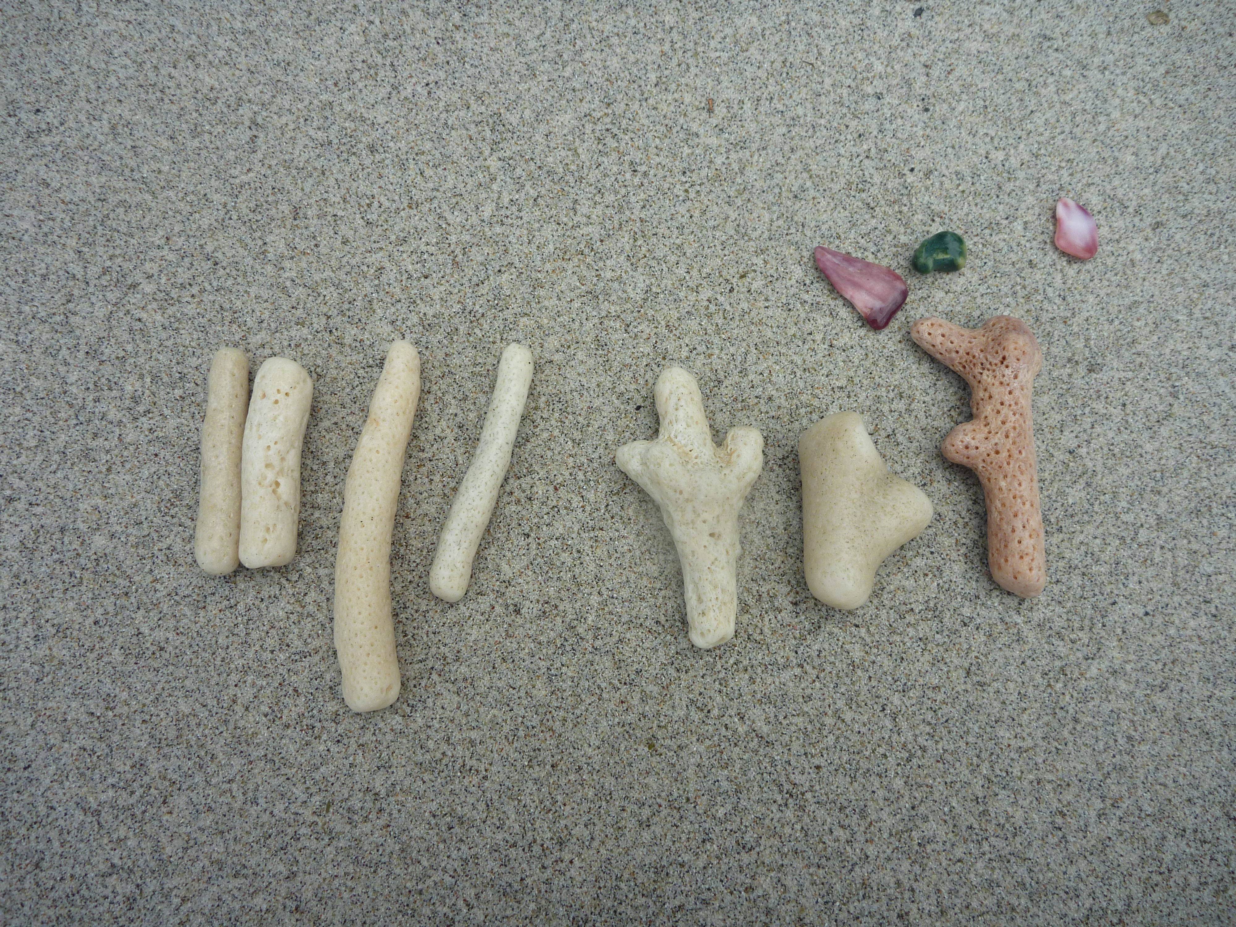 集めたサンゴのかけらと石