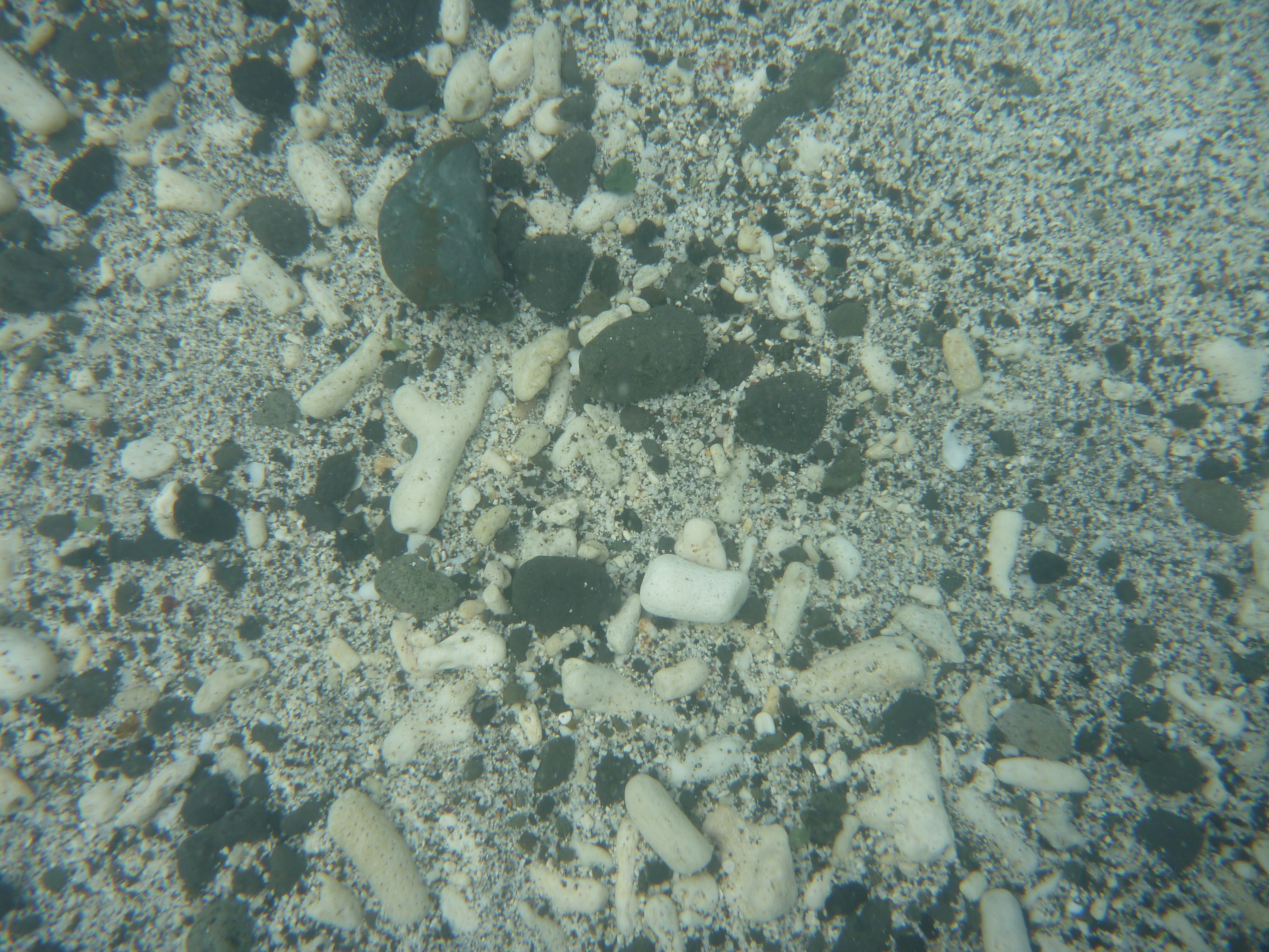 サンゴが見える