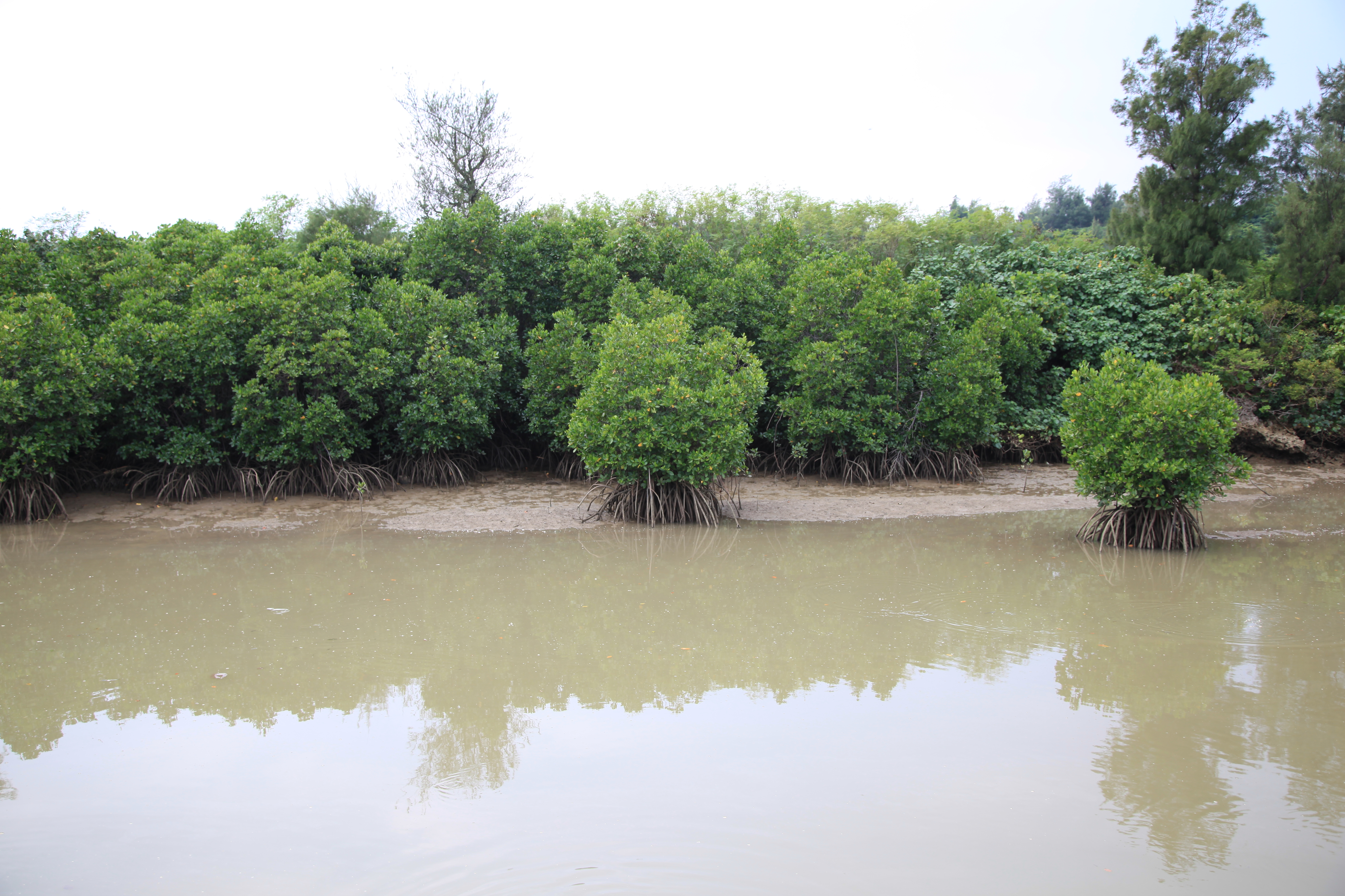 島尻マングローブ林１