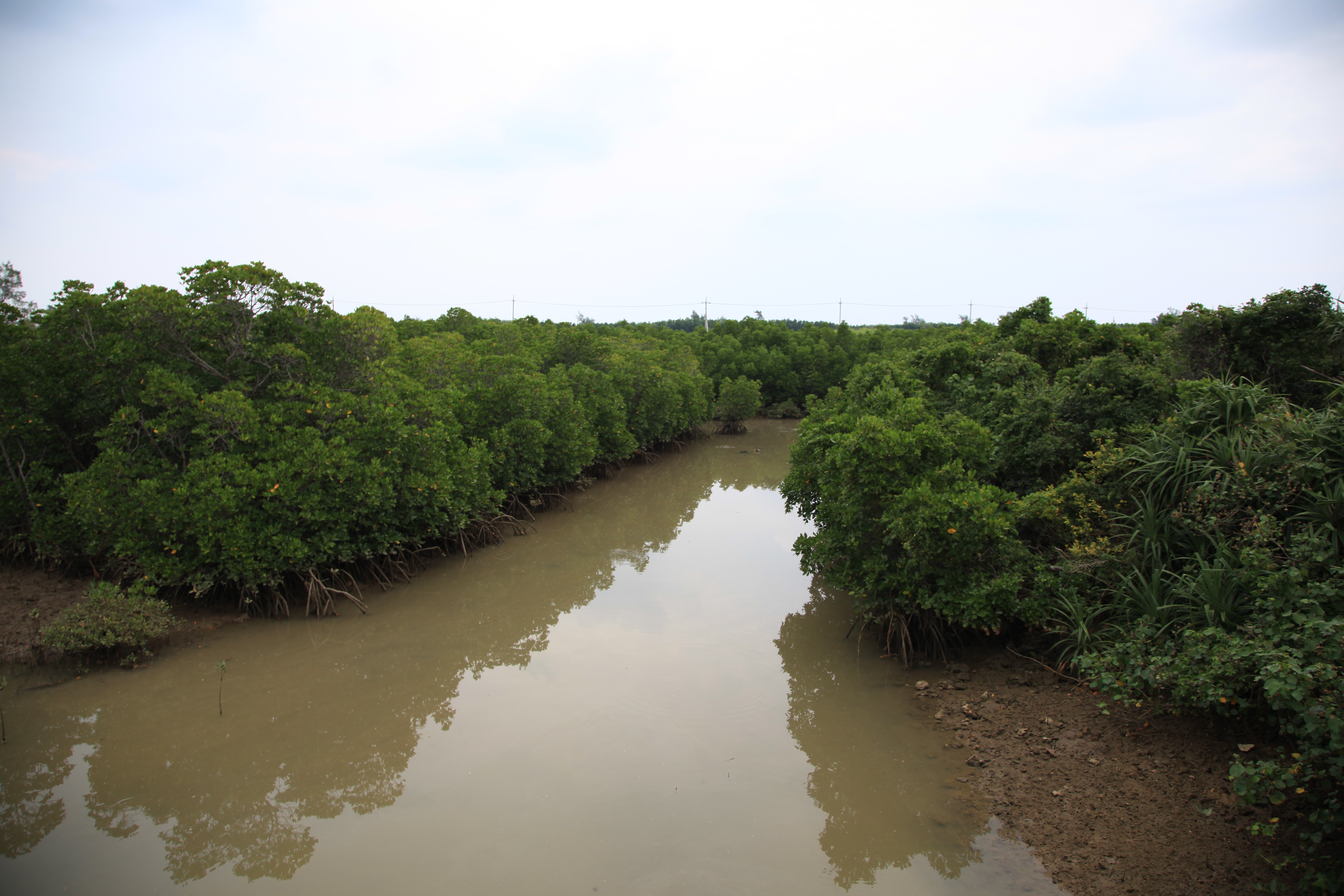 島尻マングローブ林３