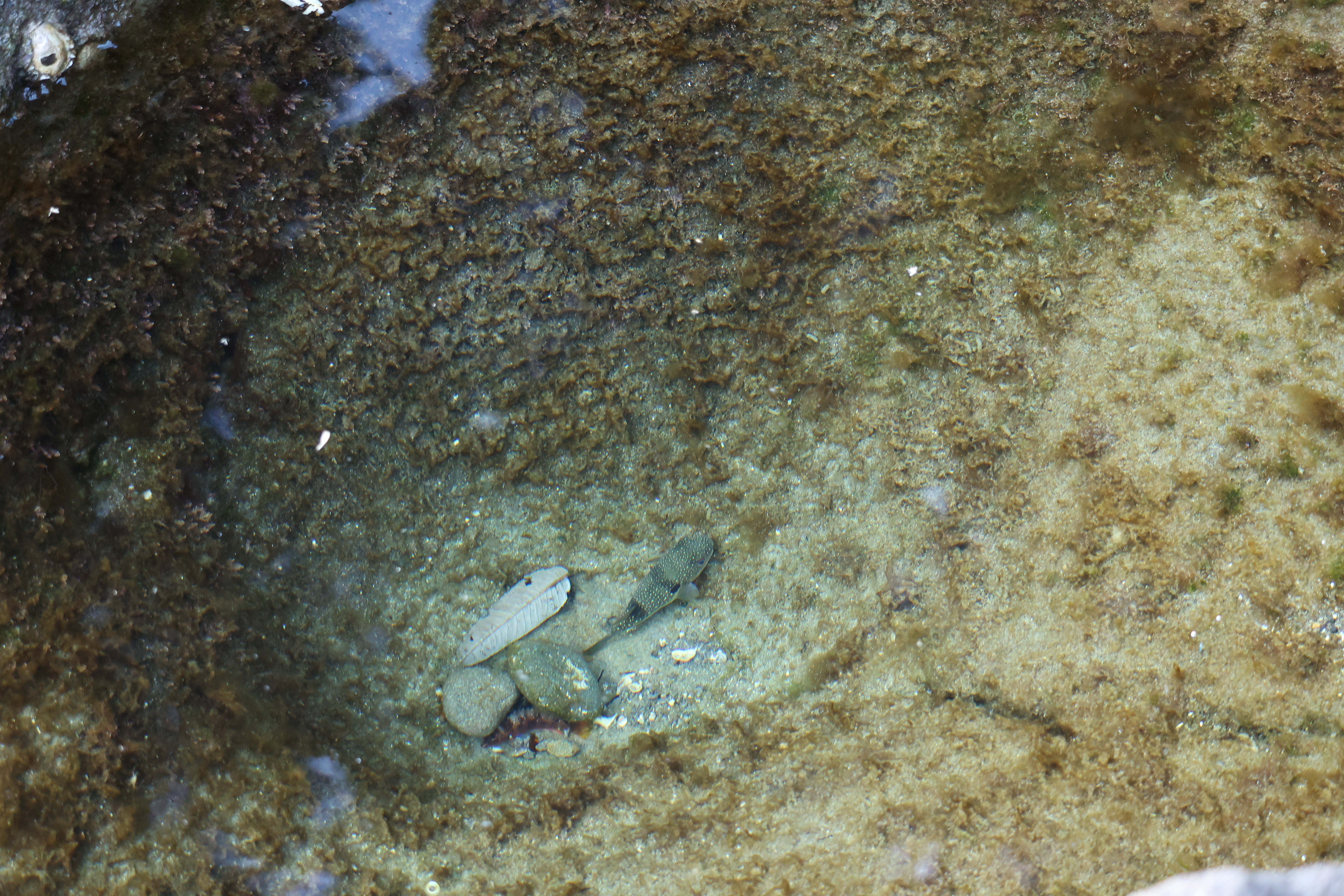 岩場に取り残されていた魚