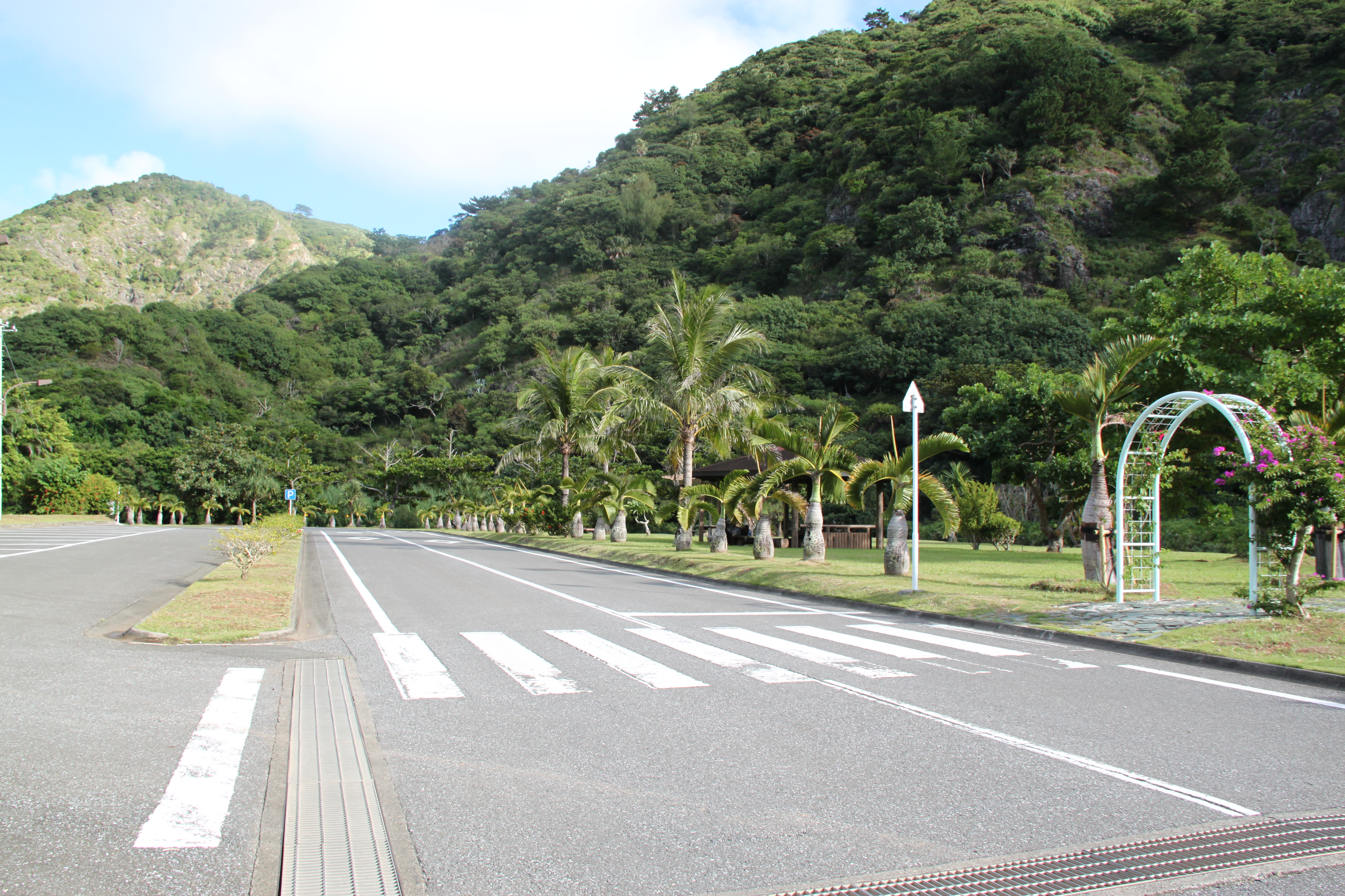 南国風の道路１