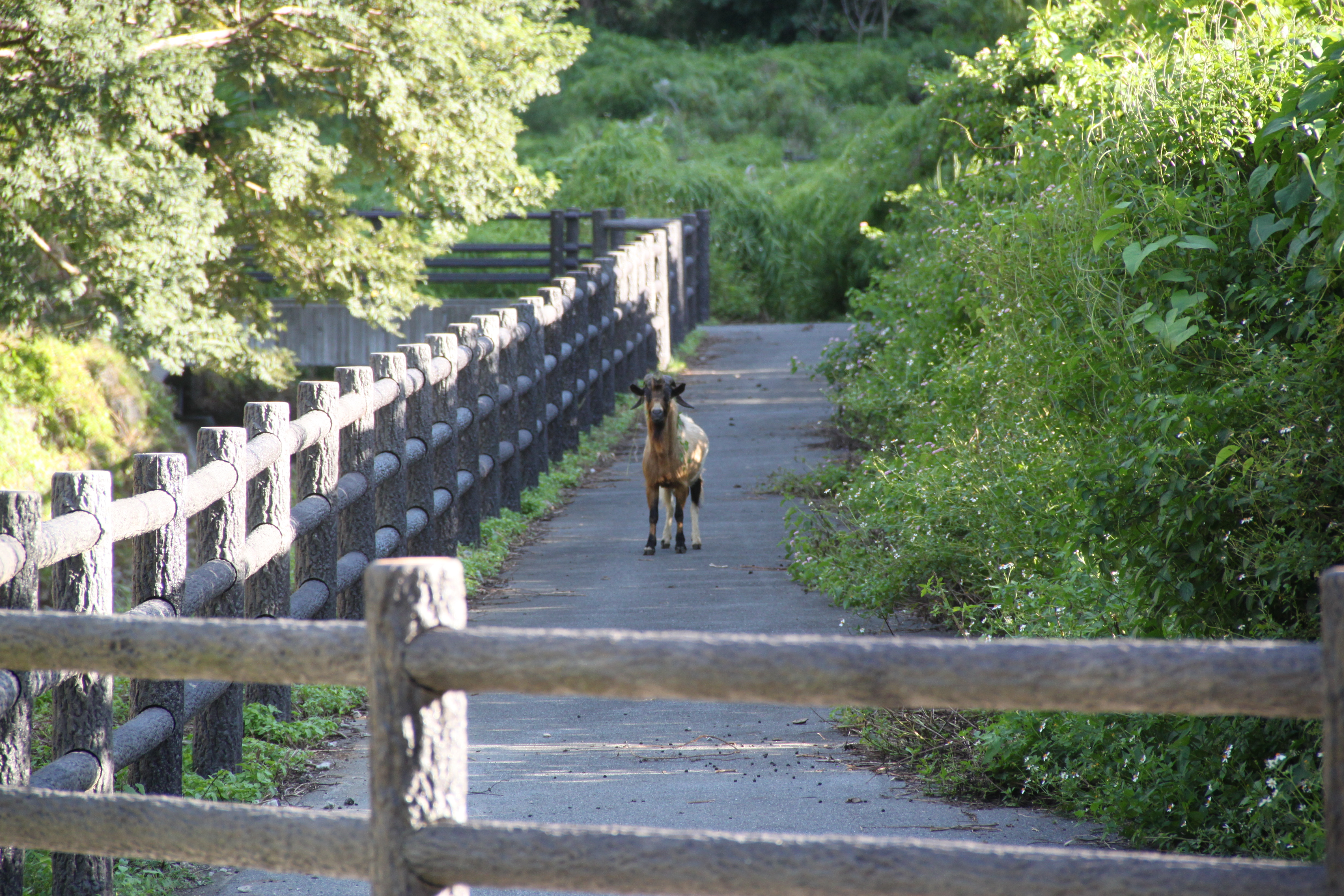 ヤギが歩いている