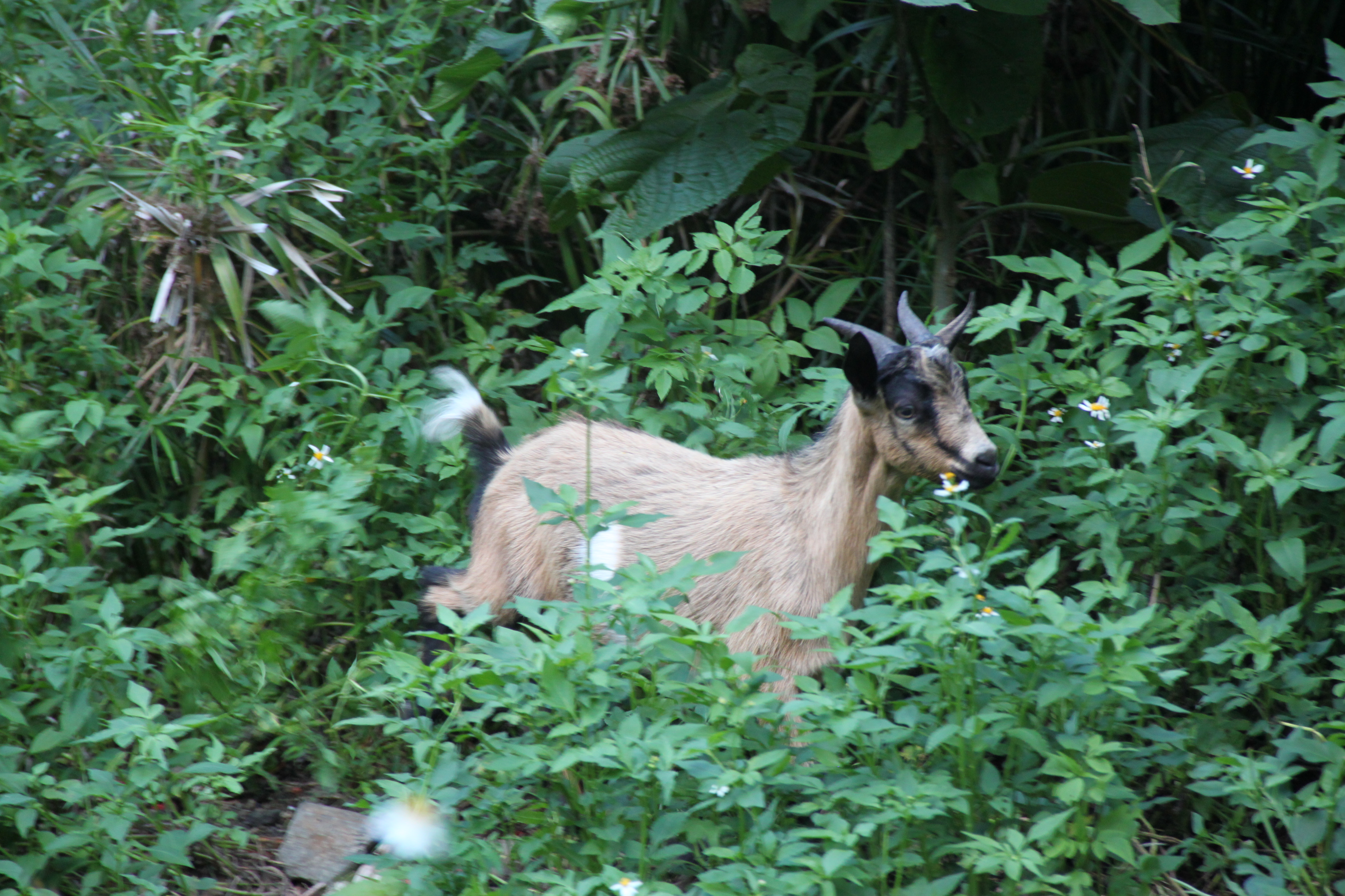 またヤギがいる