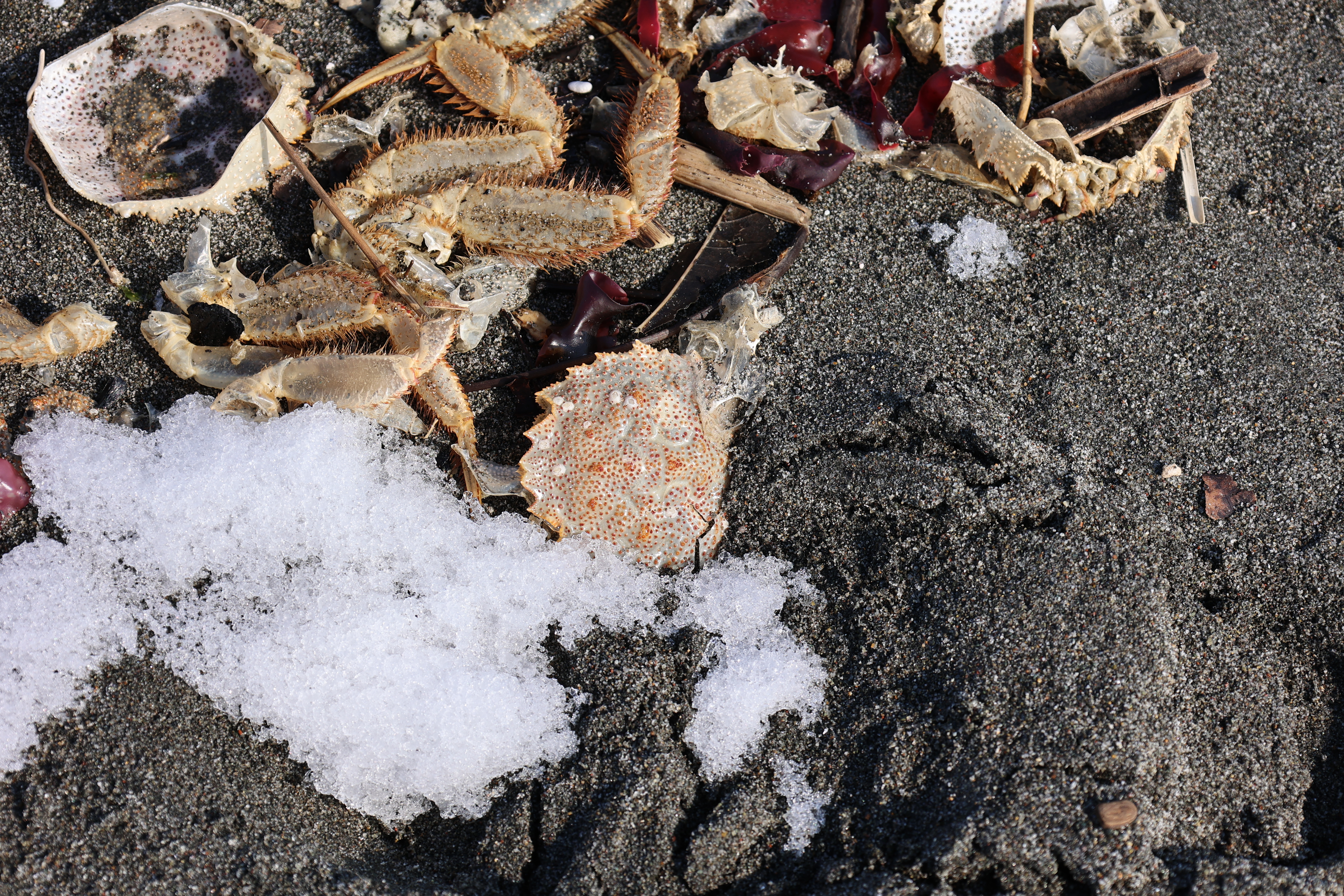 毛ガニの抜け殻の甲羅表 毛ガニの抜け殻の甲羅表