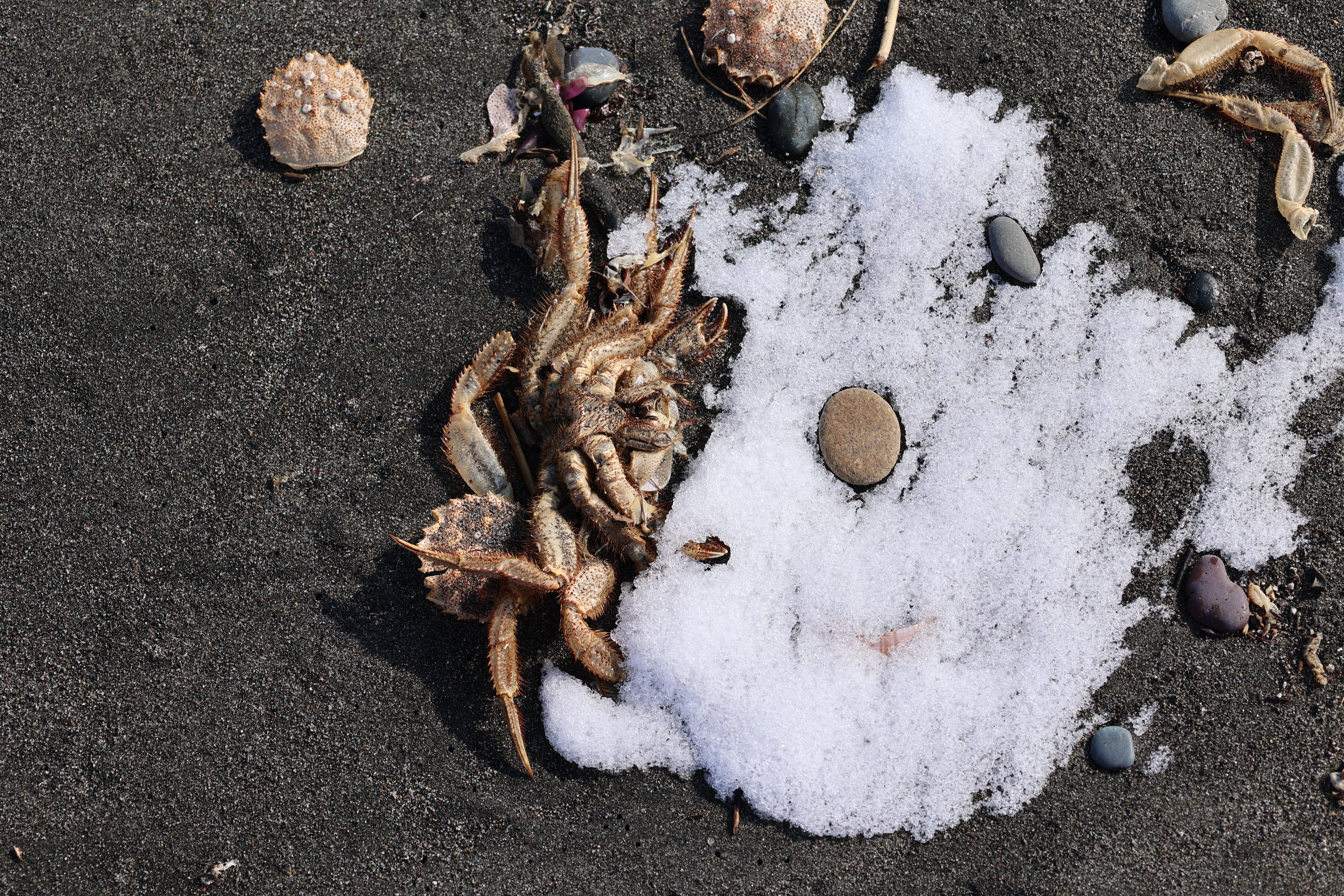 毛ガニの抜け殻の裏面 毛ガニの抜け殻の裏面