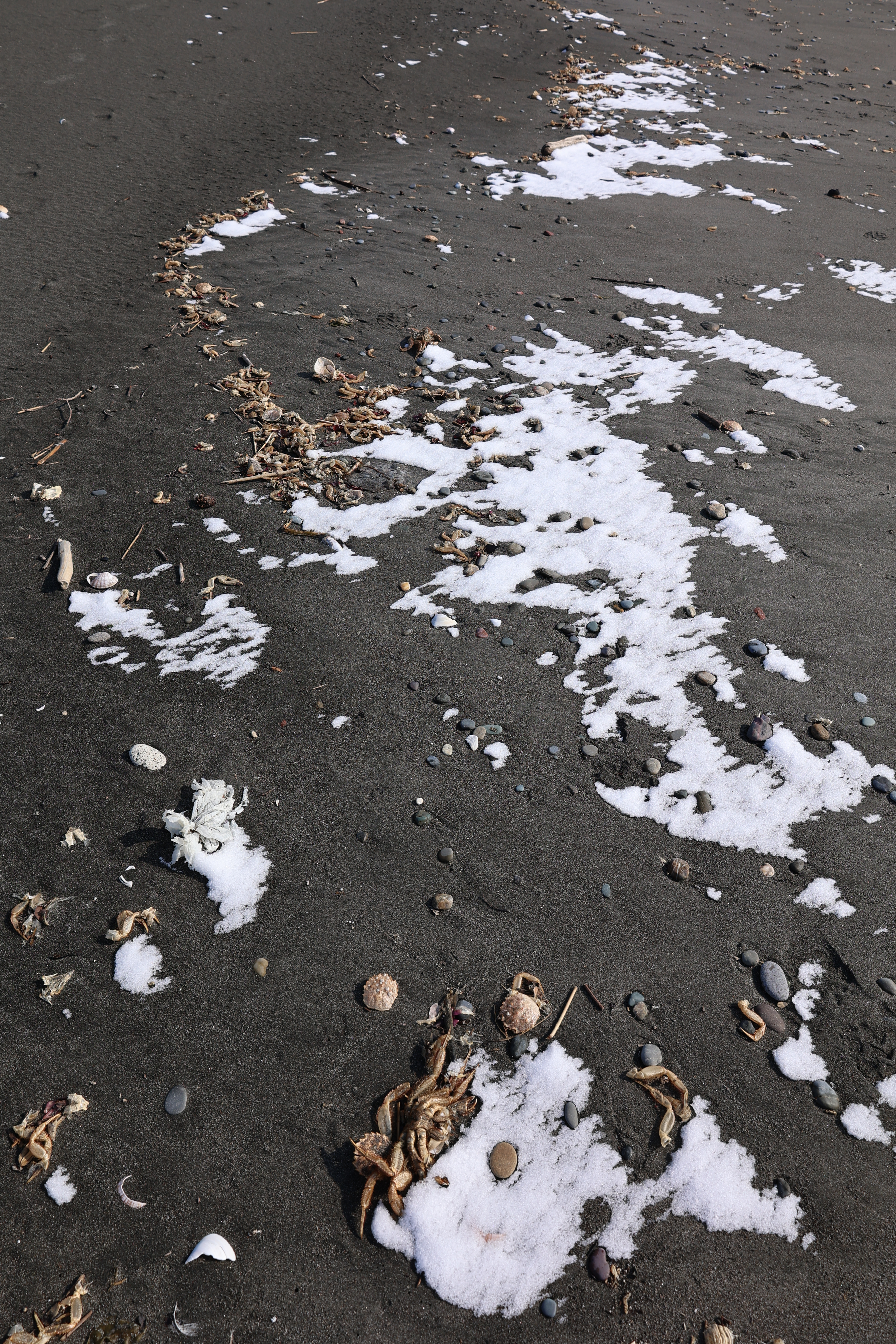 海岸一面に広がる毛ガニの抜け殻 海岸一面に広がる毛ガニの抜け殻