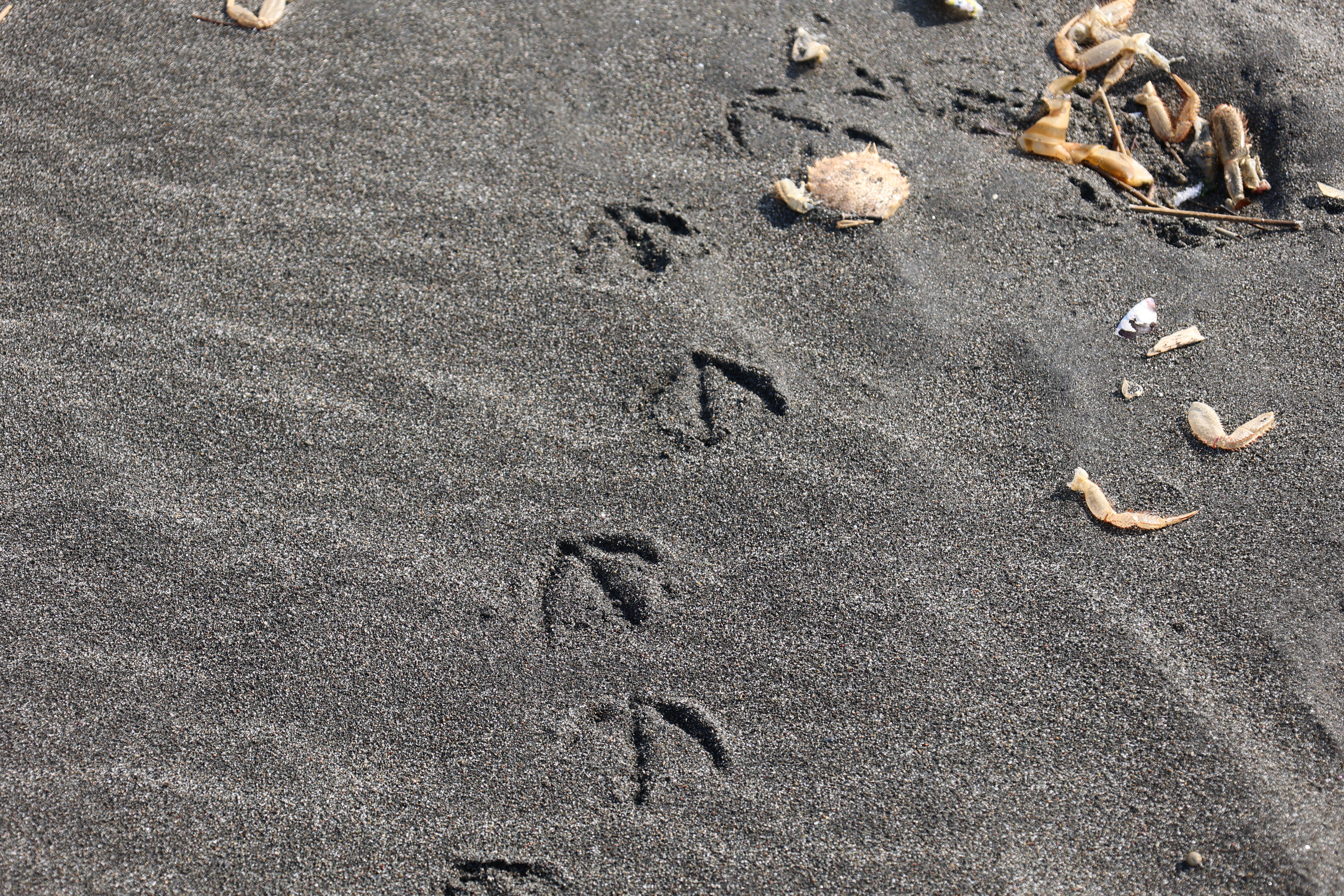 毛ガニの抜け殻と鳥の足跡３