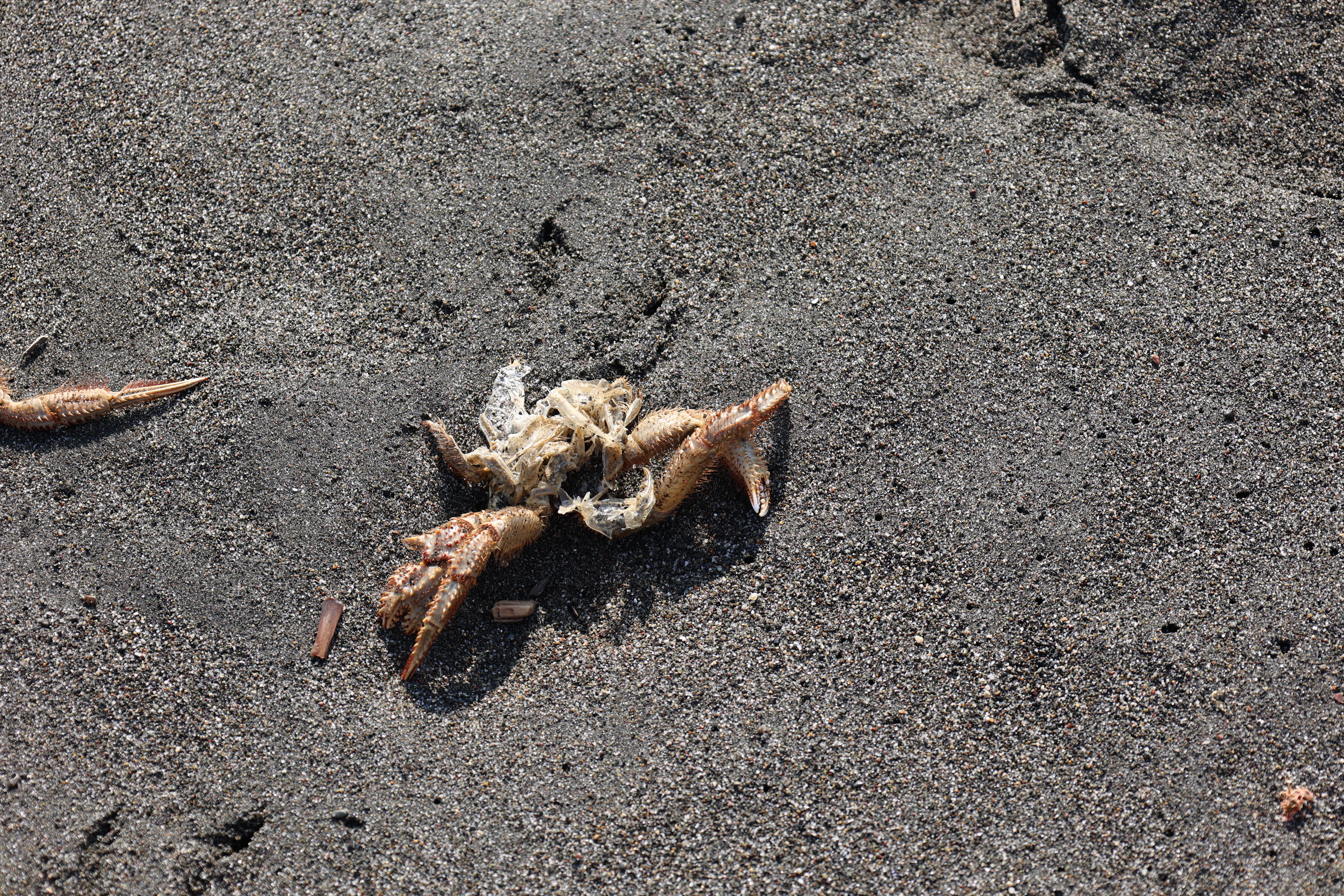 苫小牧市錦岡の海岸の大量の毛ガニの抜け殻