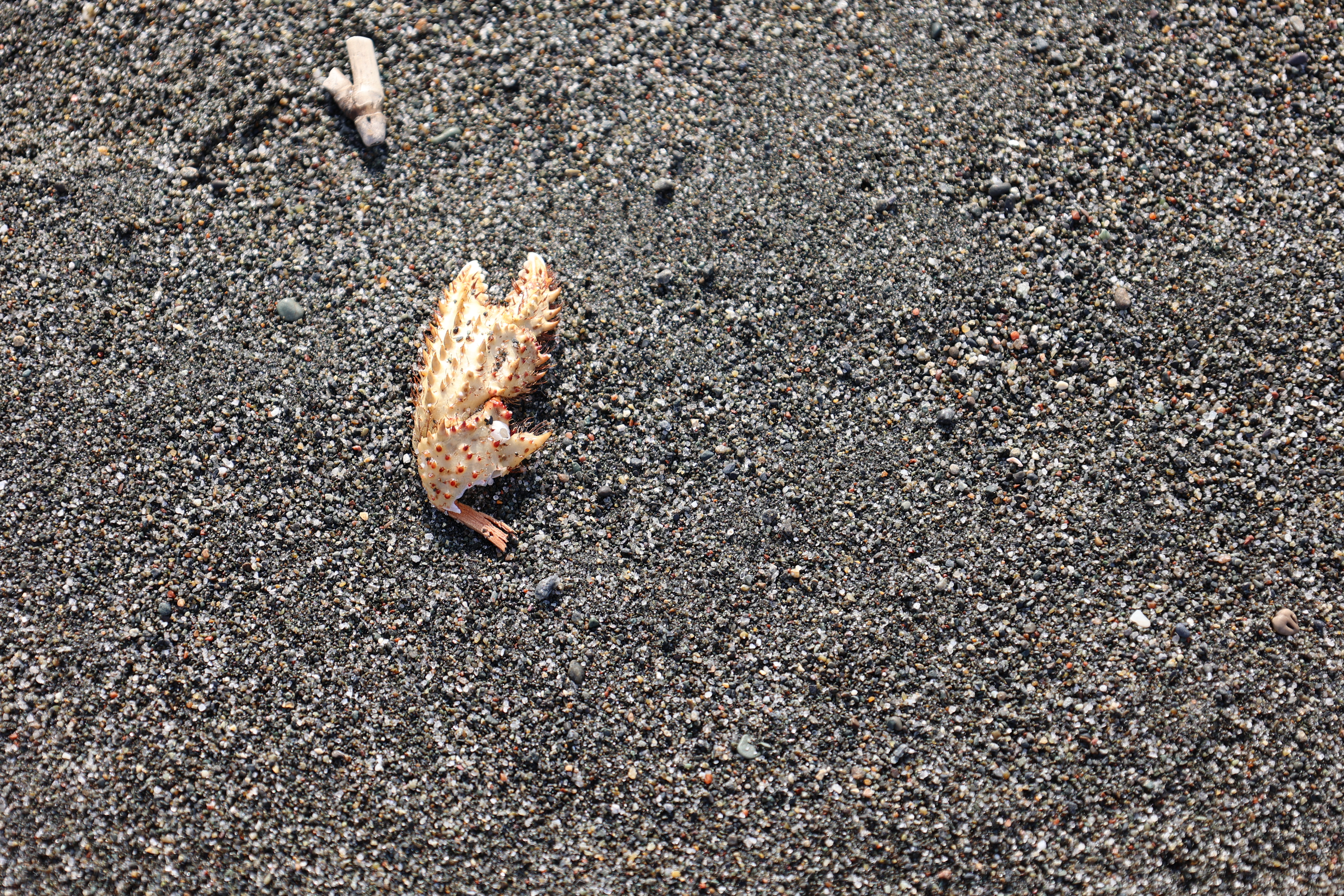 毛ガニの抜け殻のハサミ 毛ガニの抜け殻のハサミ