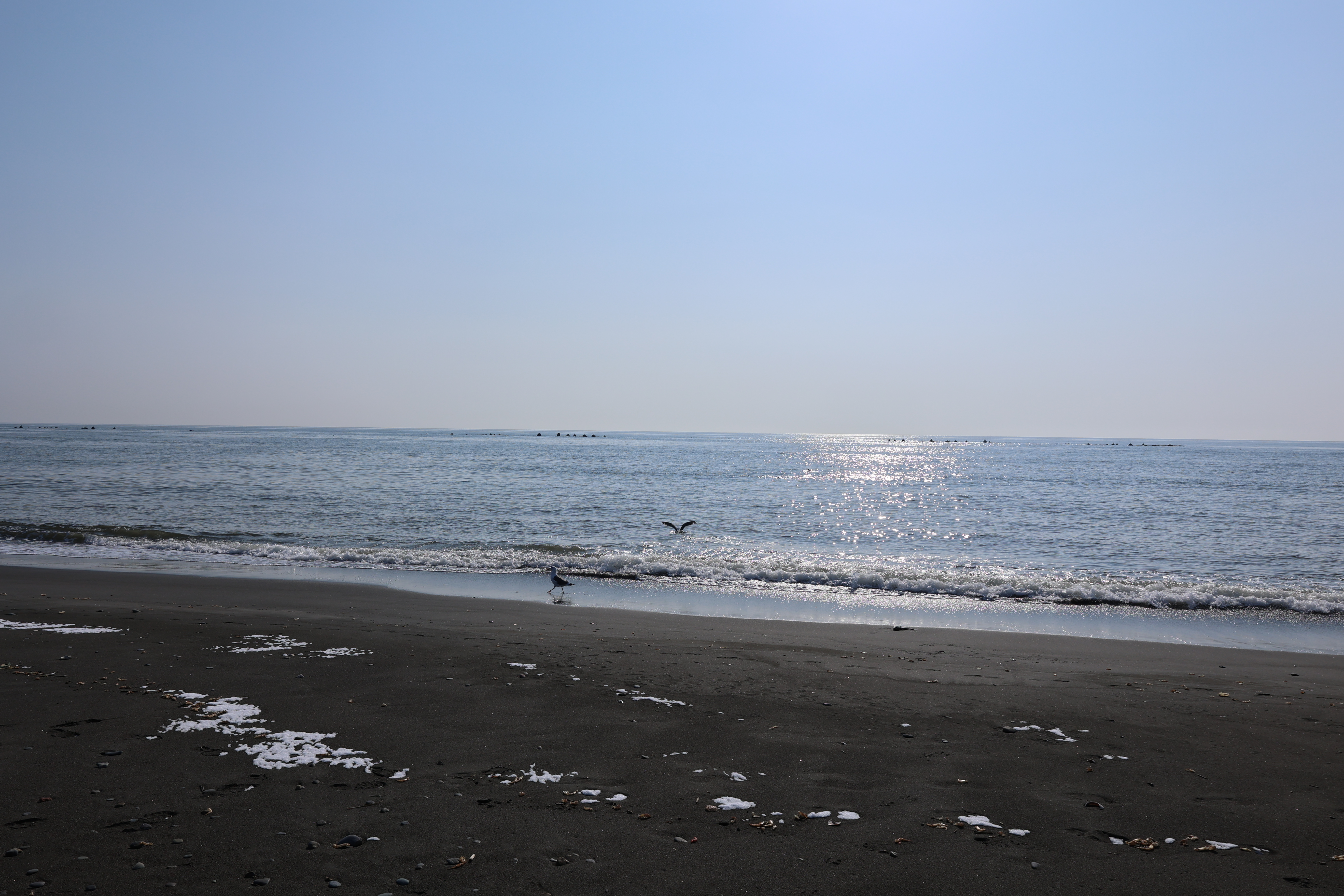 毛ガニの抜け殻を狙う鳥１