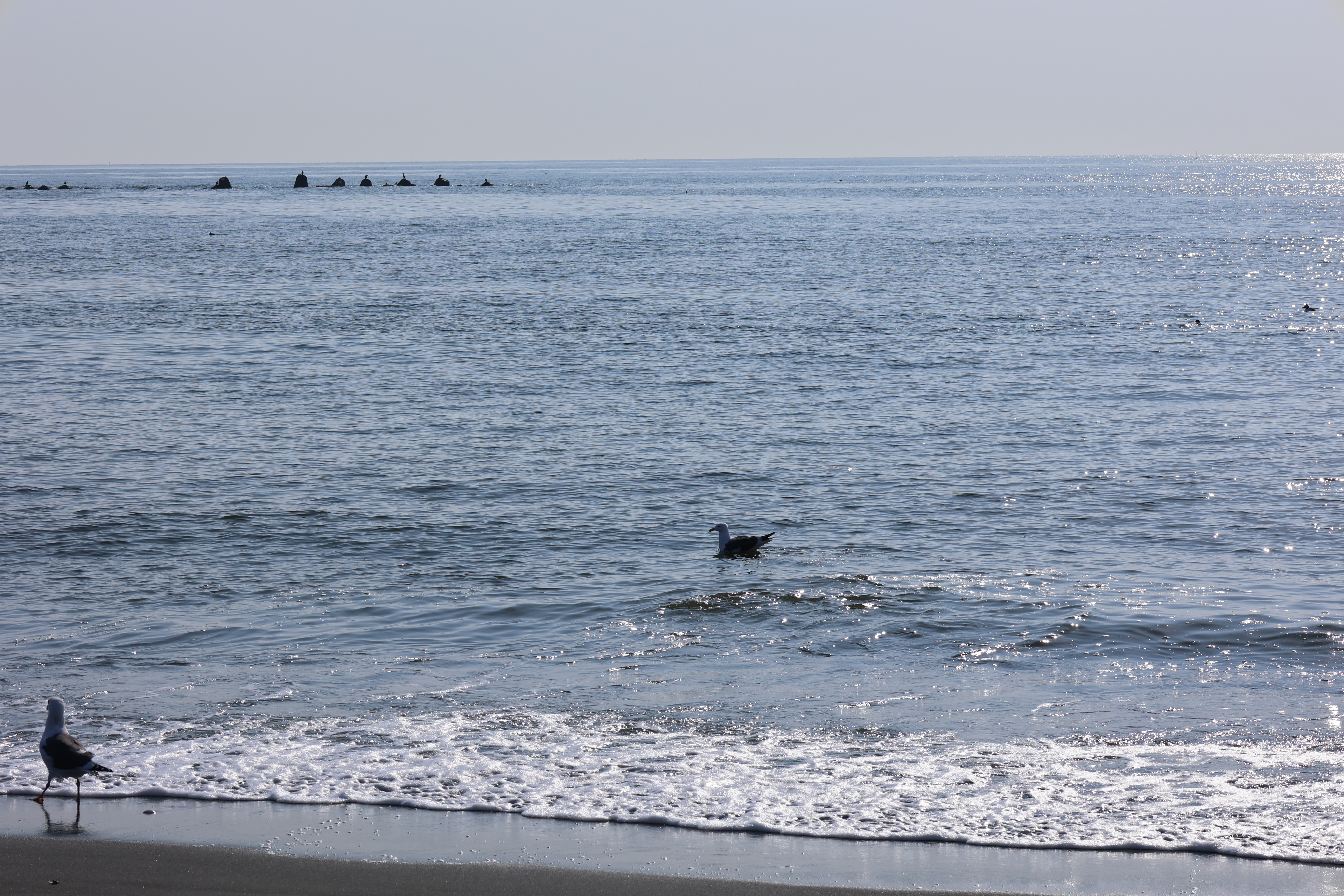 毛ガニの抜け殻を狙う鳥２
