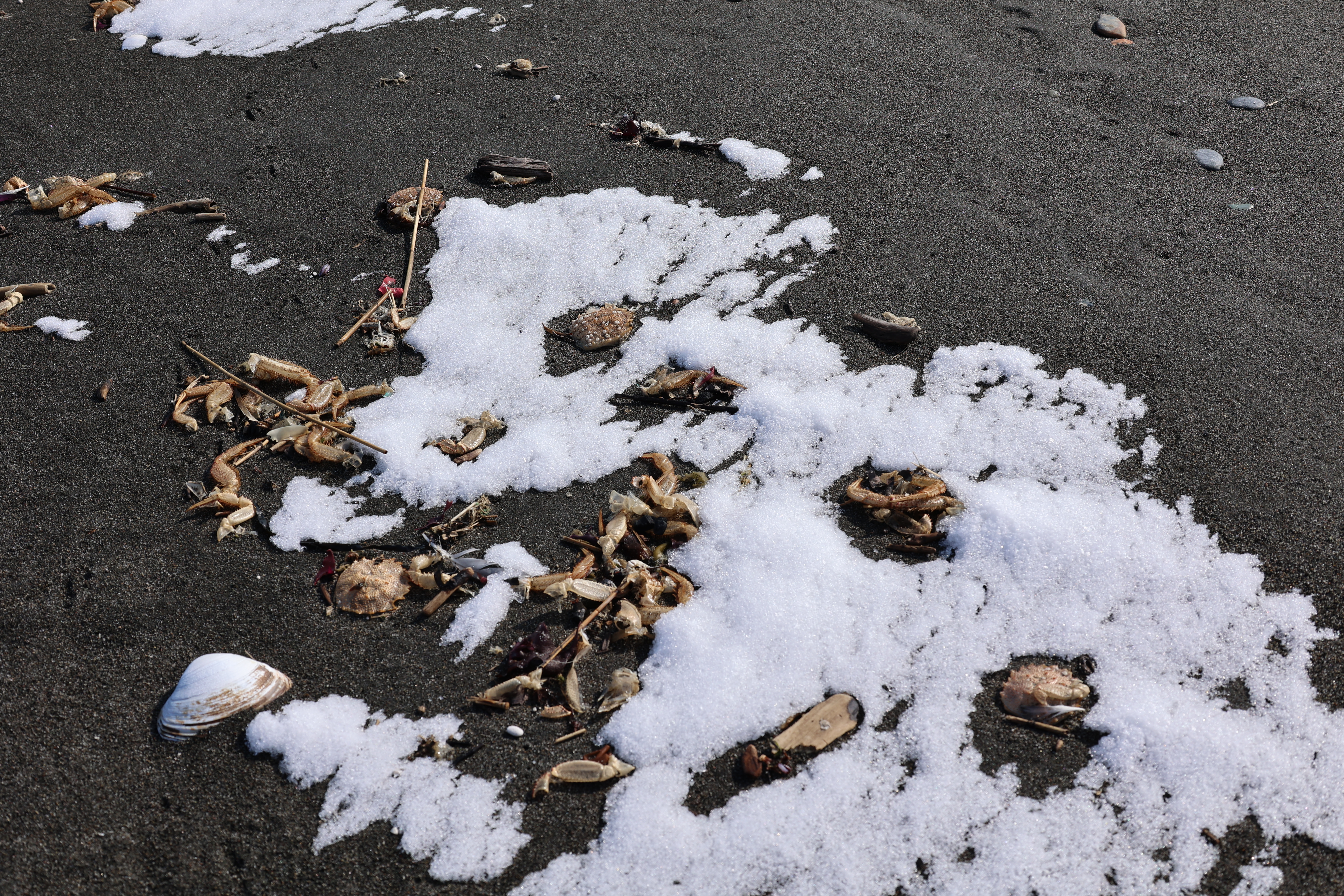 毛ガニの抜け殻と雪 毛ガニの抜け殻と雪