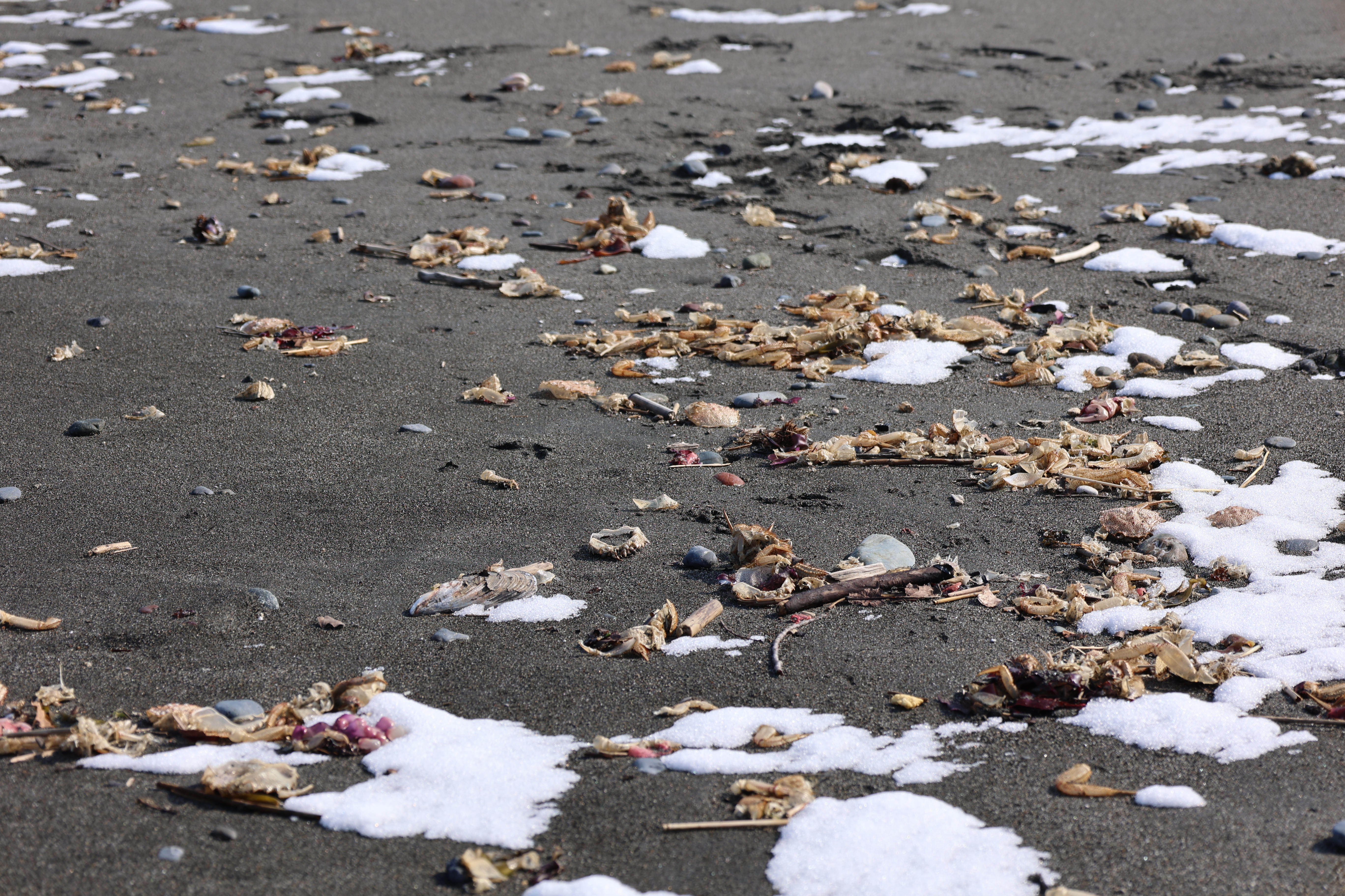 散乱する毛ガニの抜け殻 散乱する毛ガニの抜け殻