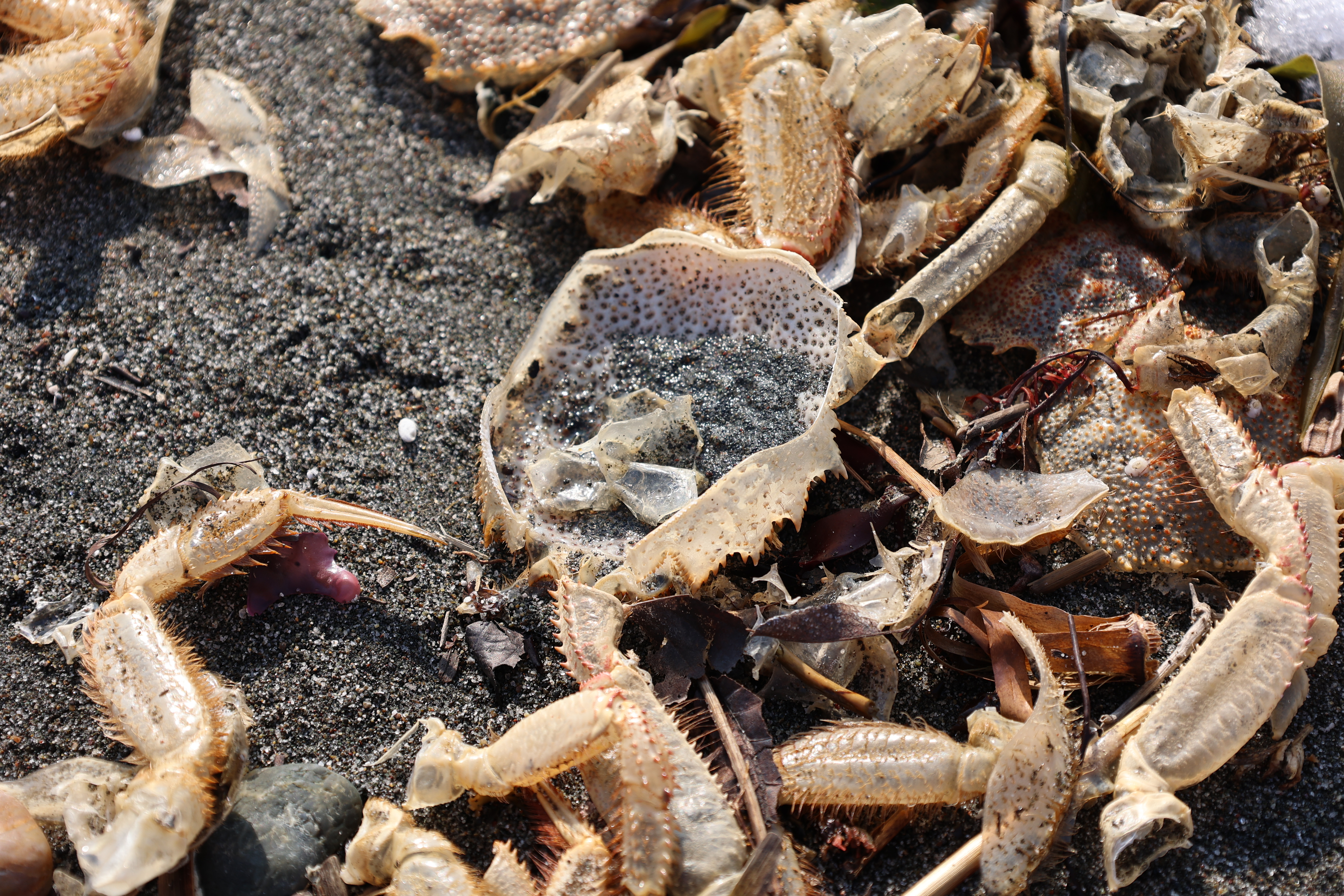 毛ガニの抜け殻の甲羅 毛ガニの抜け殻の甲羅