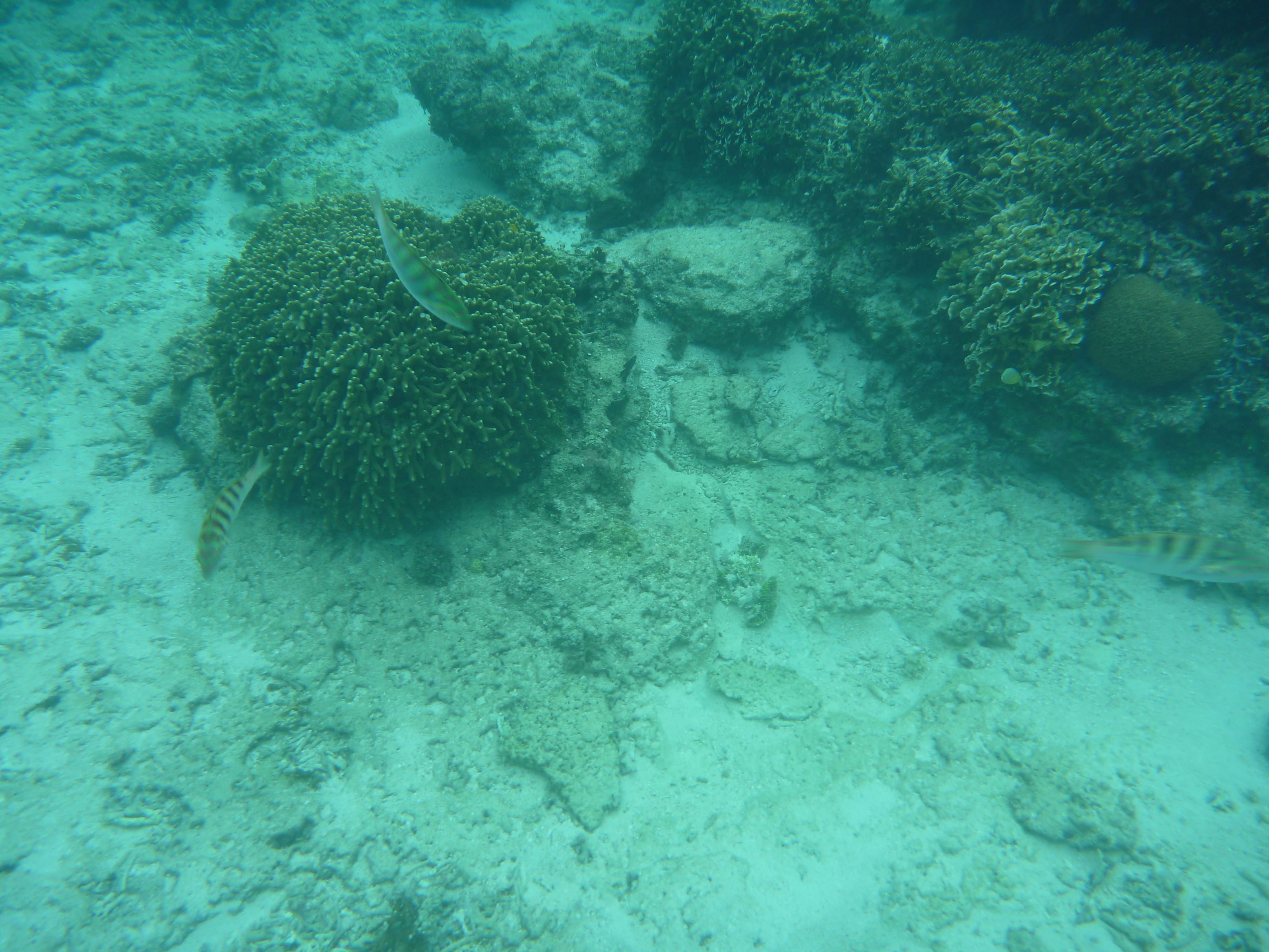 サンゴ礁と魚2匹