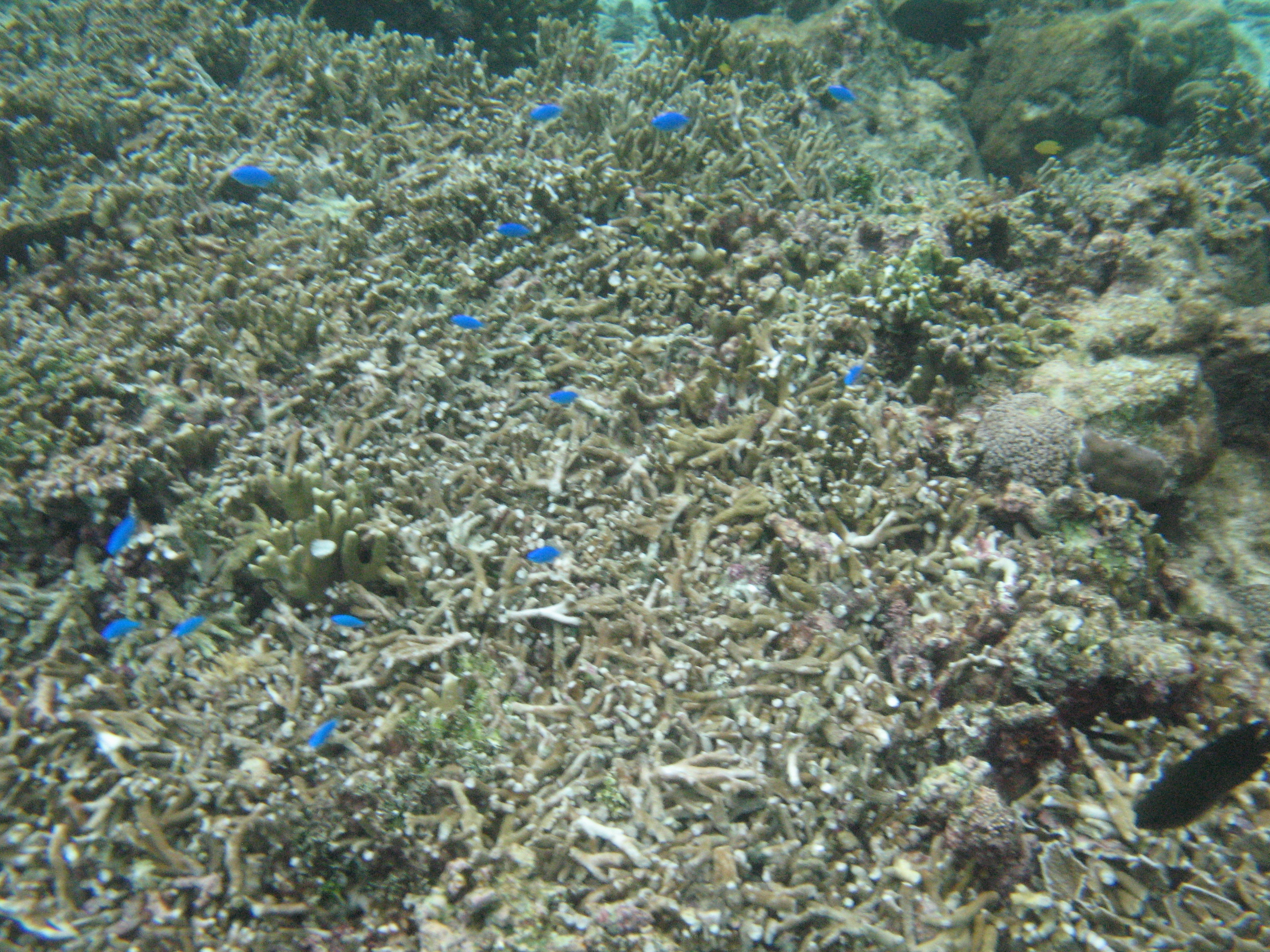 折れたサンゴ礁と青い魚たち