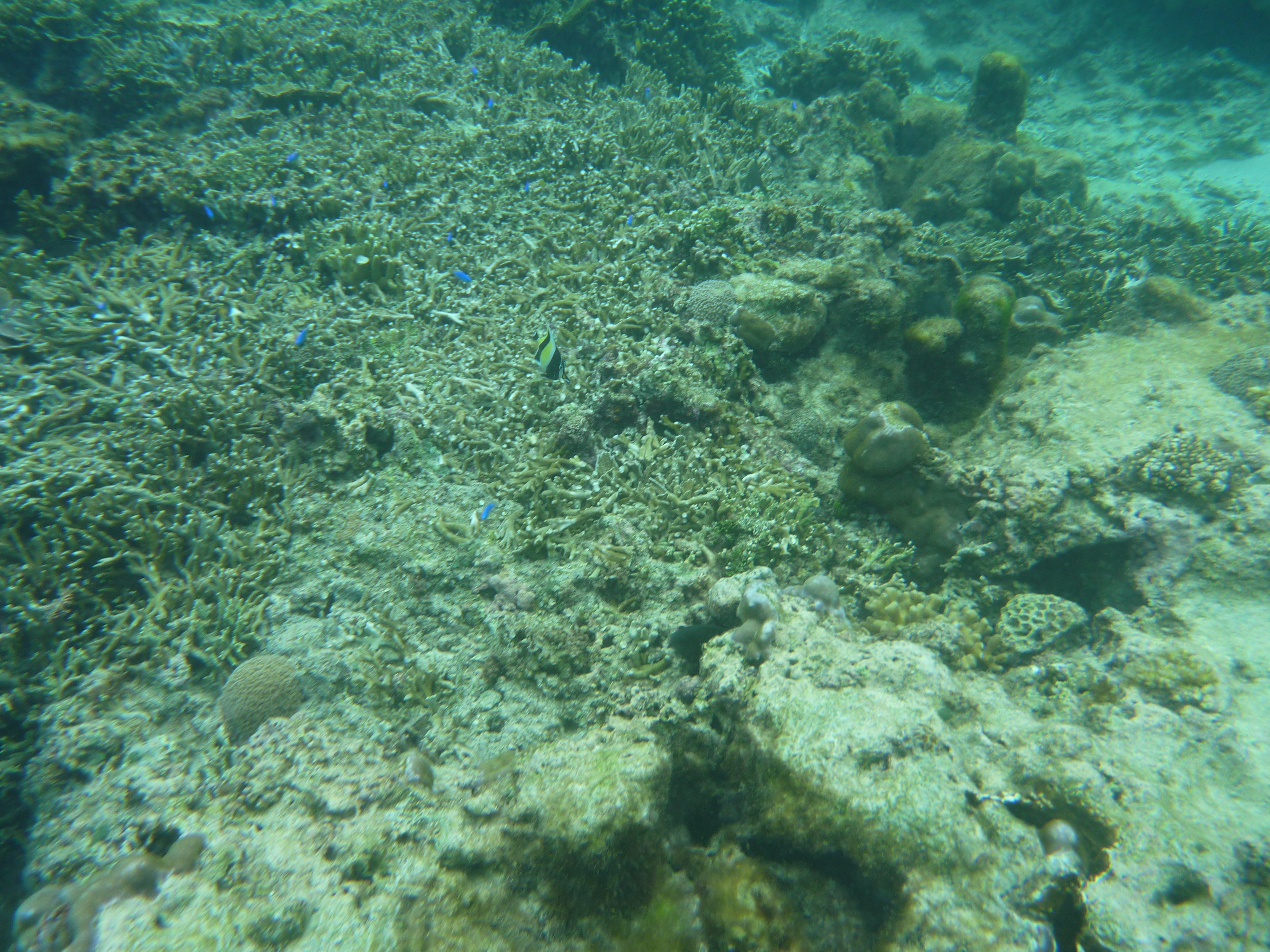 サンゴ礁と青い魚たち