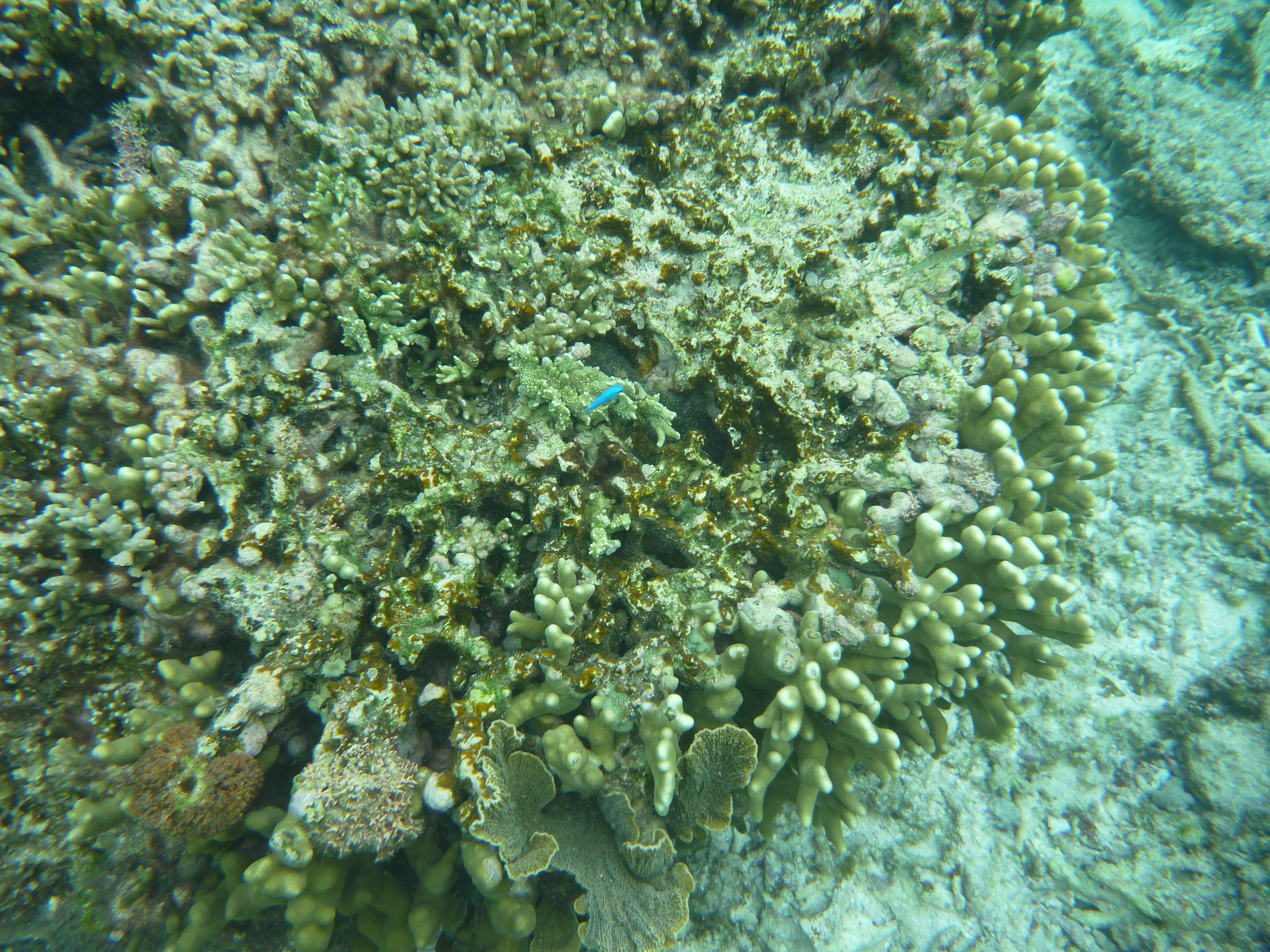 サンゴ礁と青い魚一匹