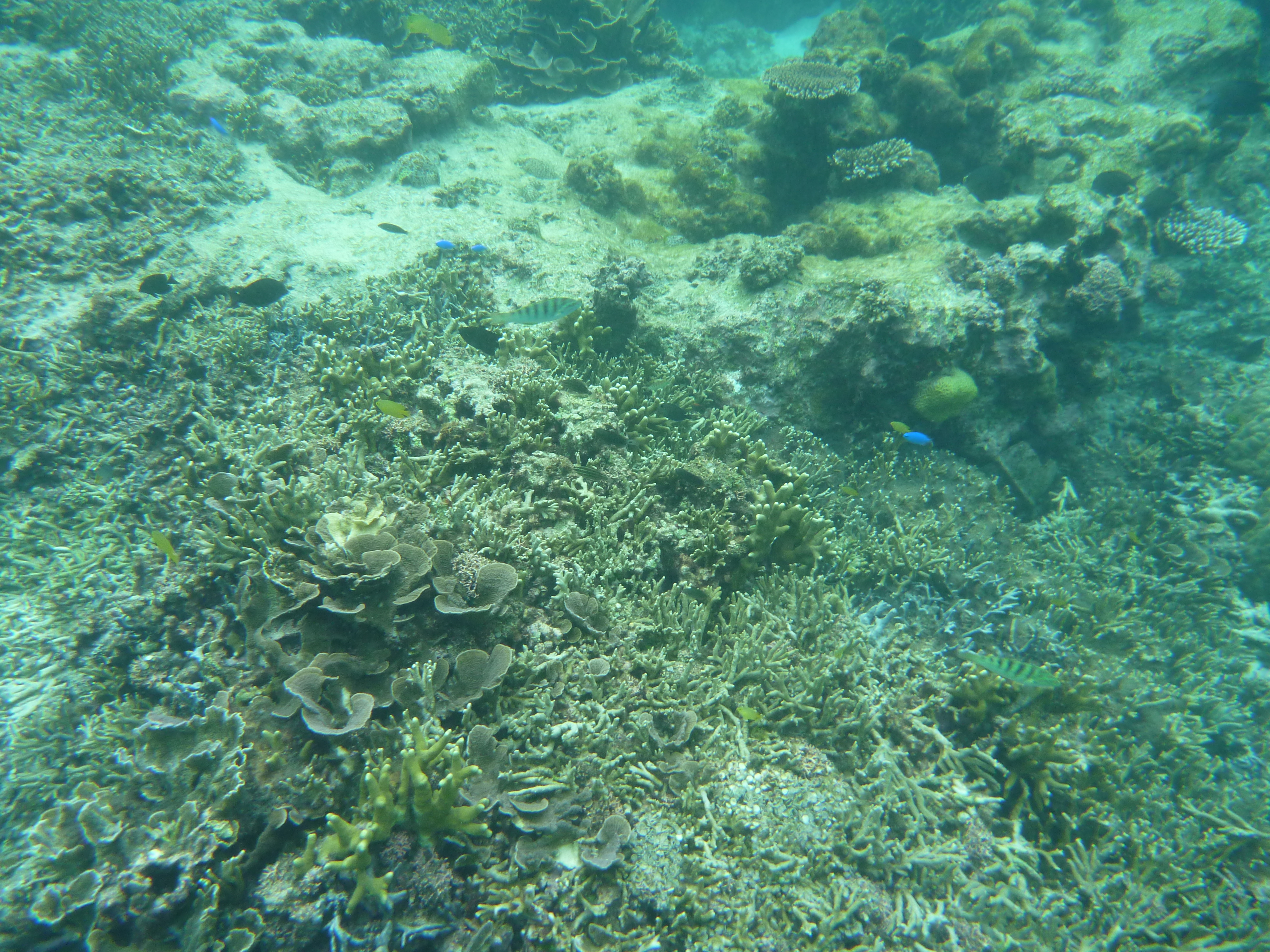 きれいなサンゴ礁１