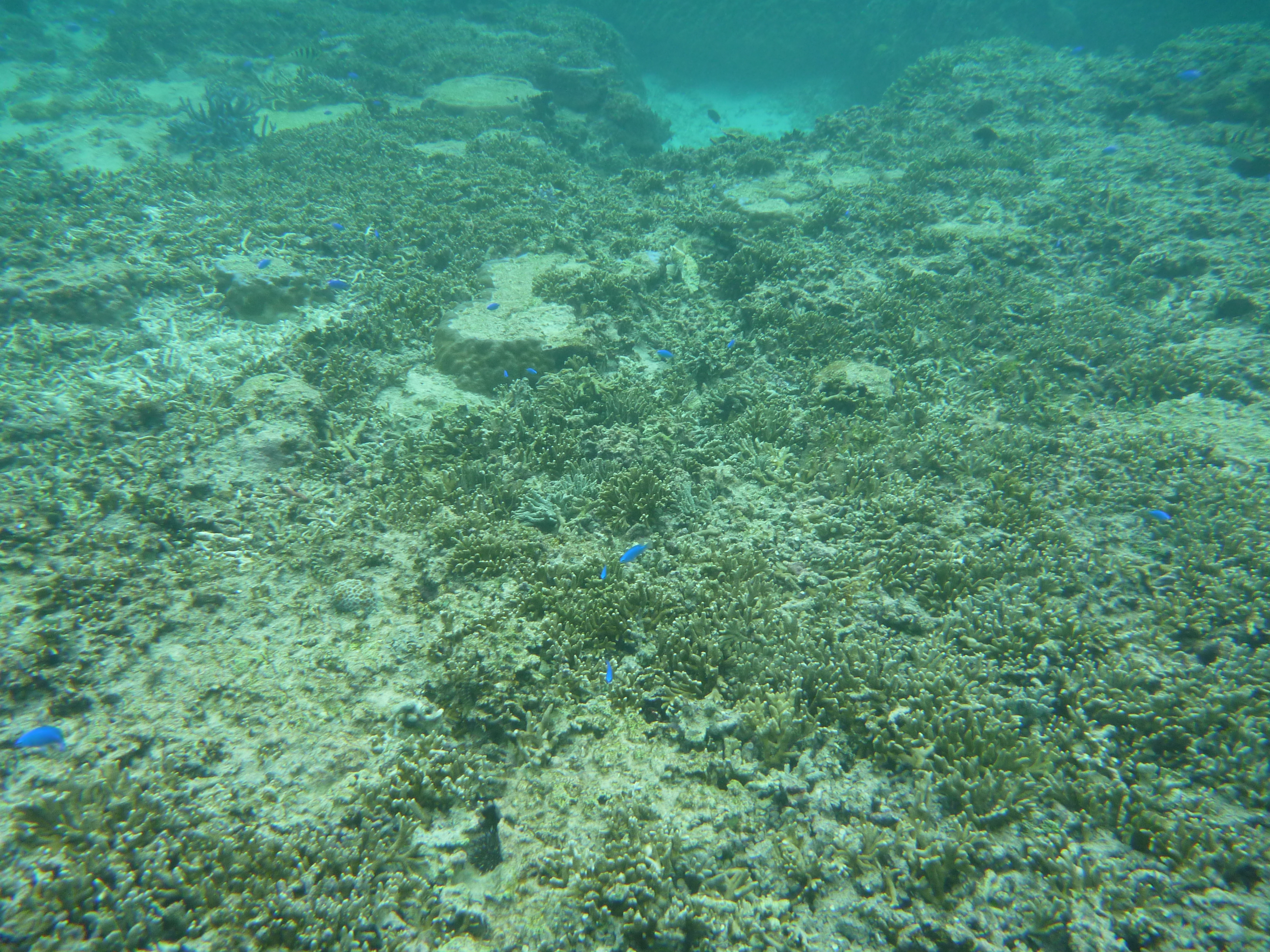 きれいなサンゴ礁２