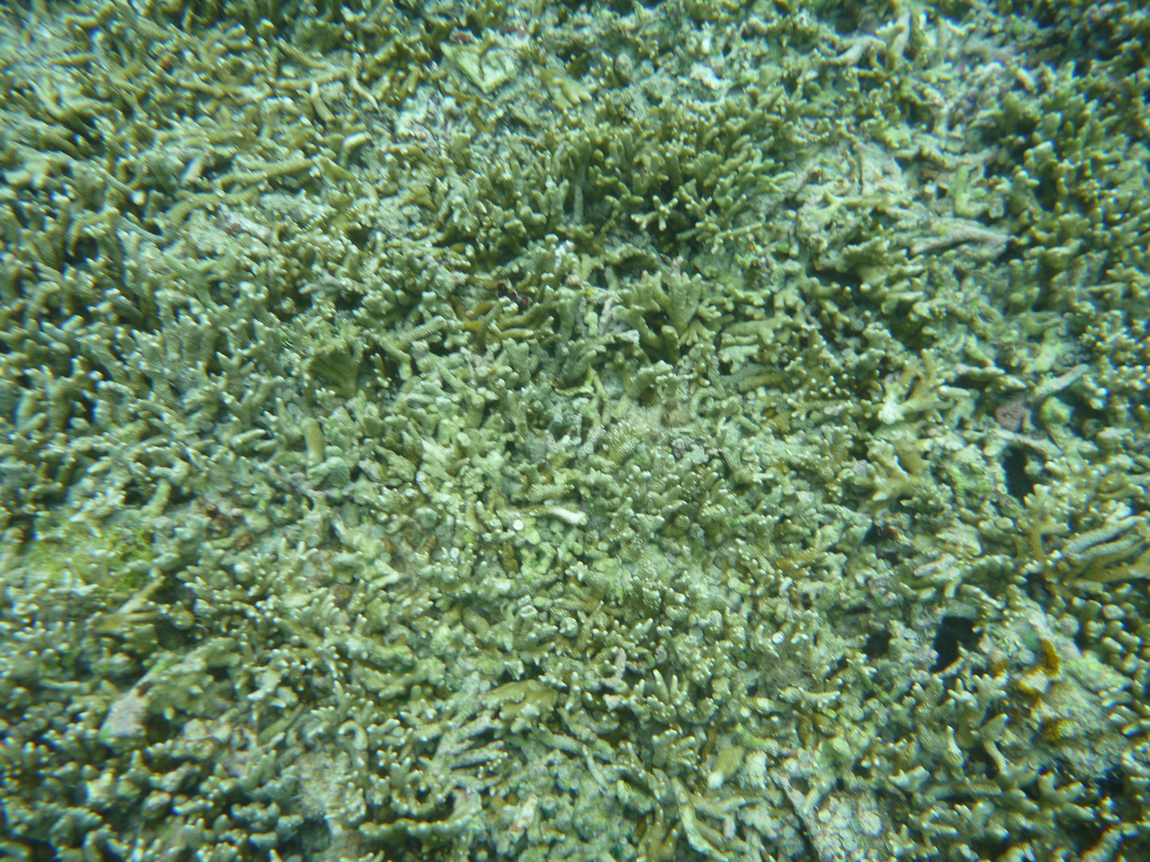 多くのサンゴ礁