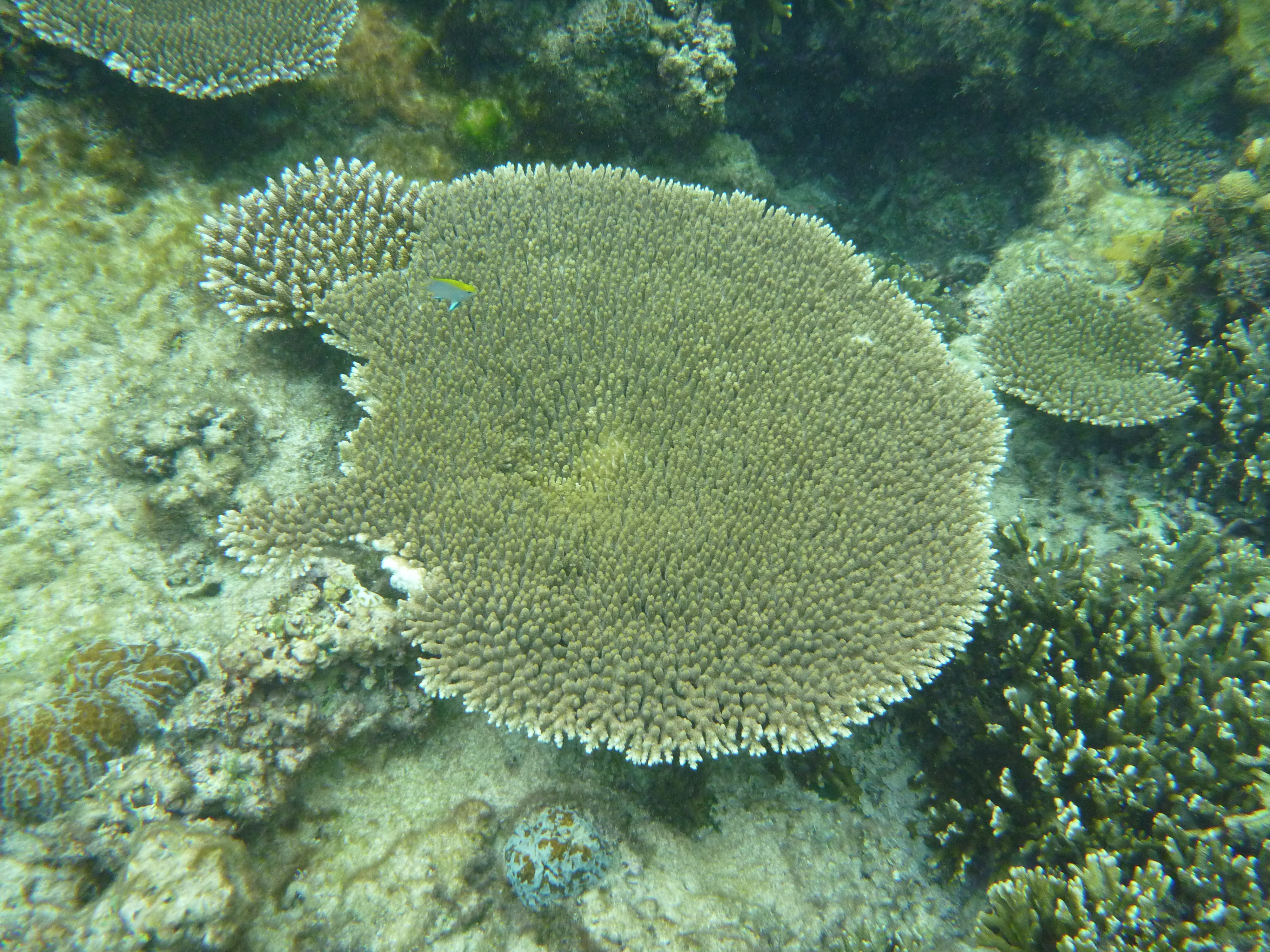 広がっているサンゴ礁