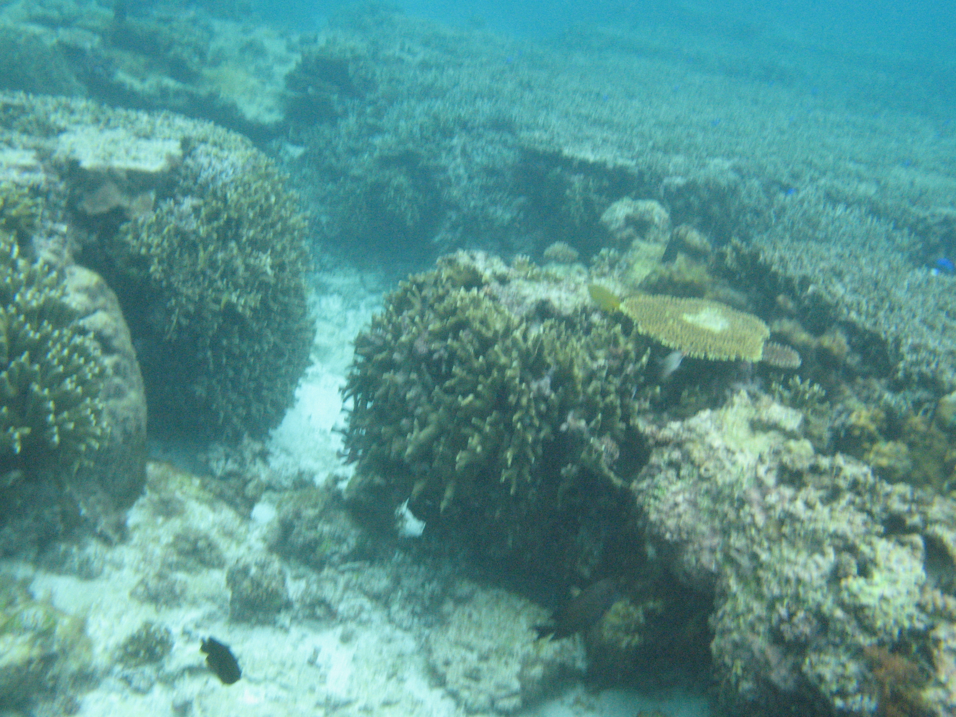 立体的なサンゴ礁