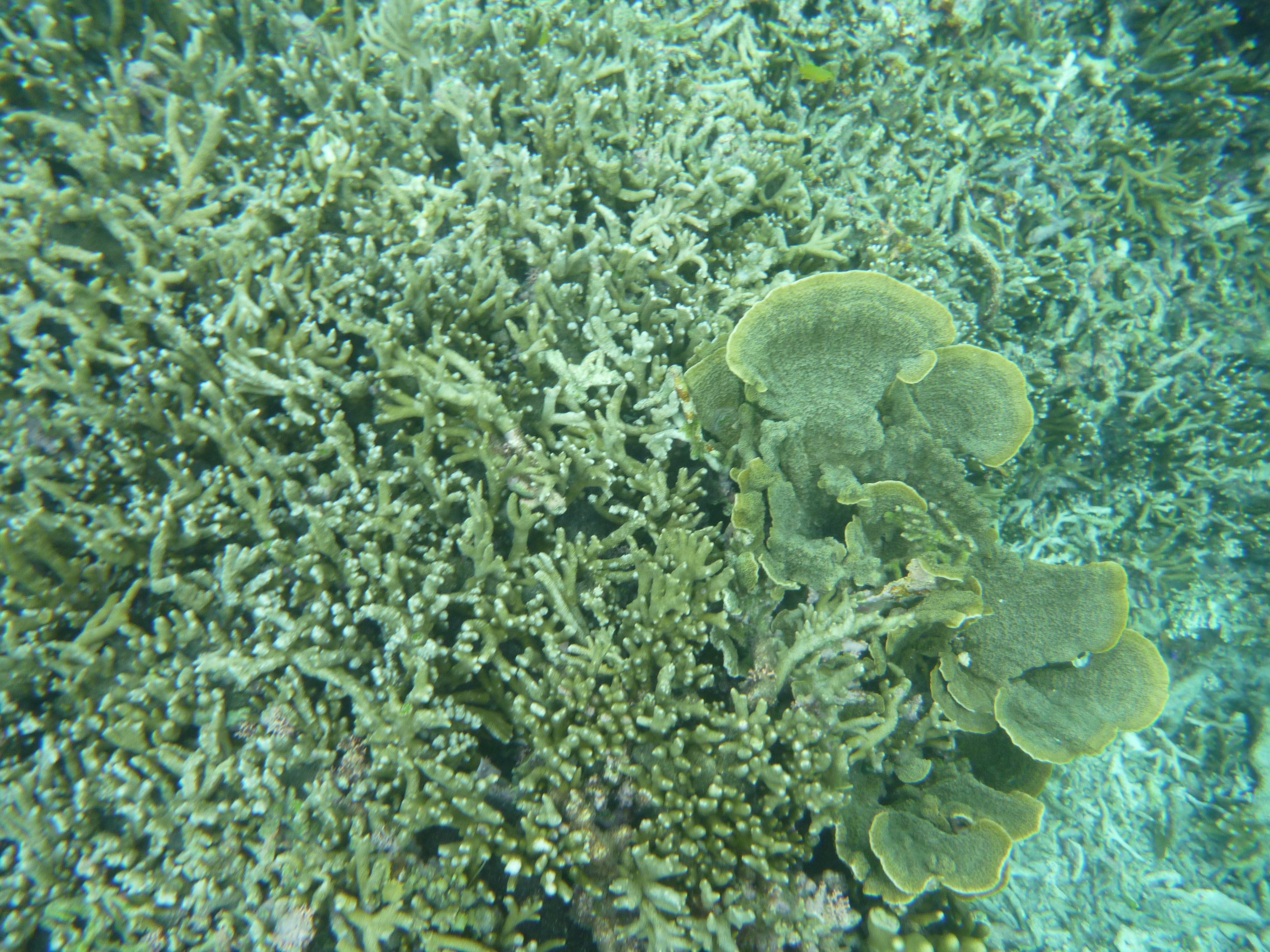 リーフ型のサンゴ礁