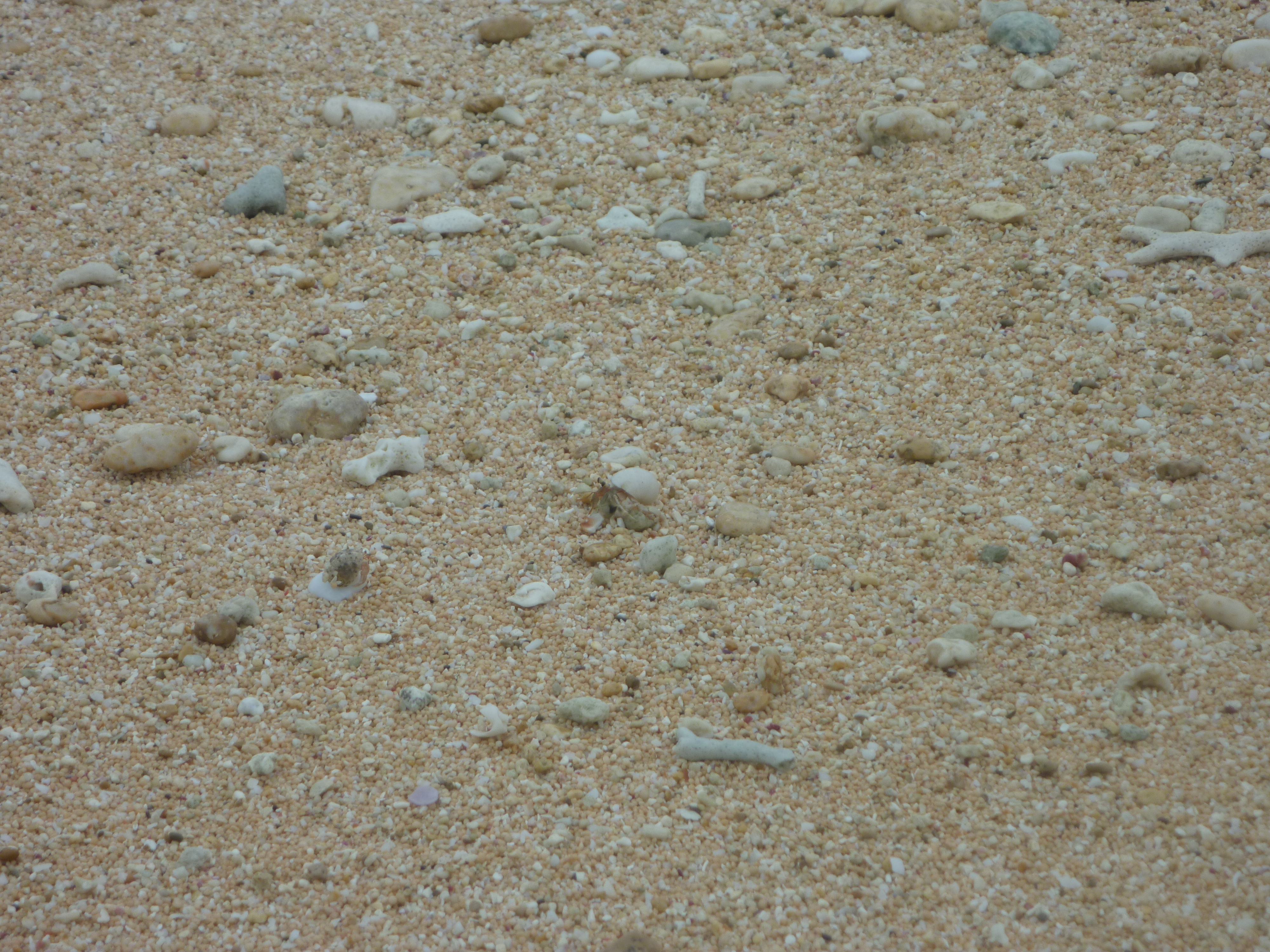 ビーチに落ちているサンゴと貝殻