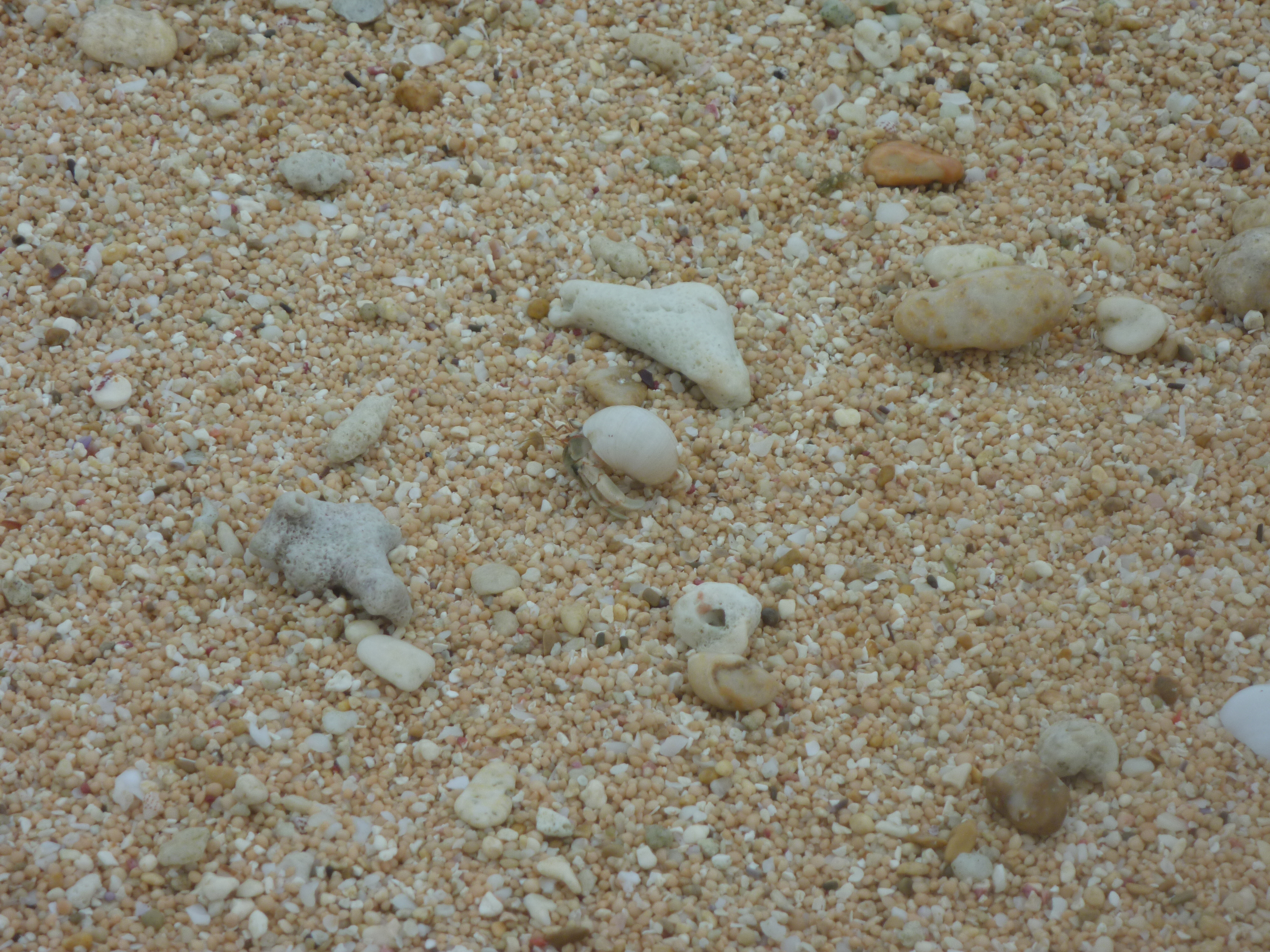 ヤドカリとサンゴ