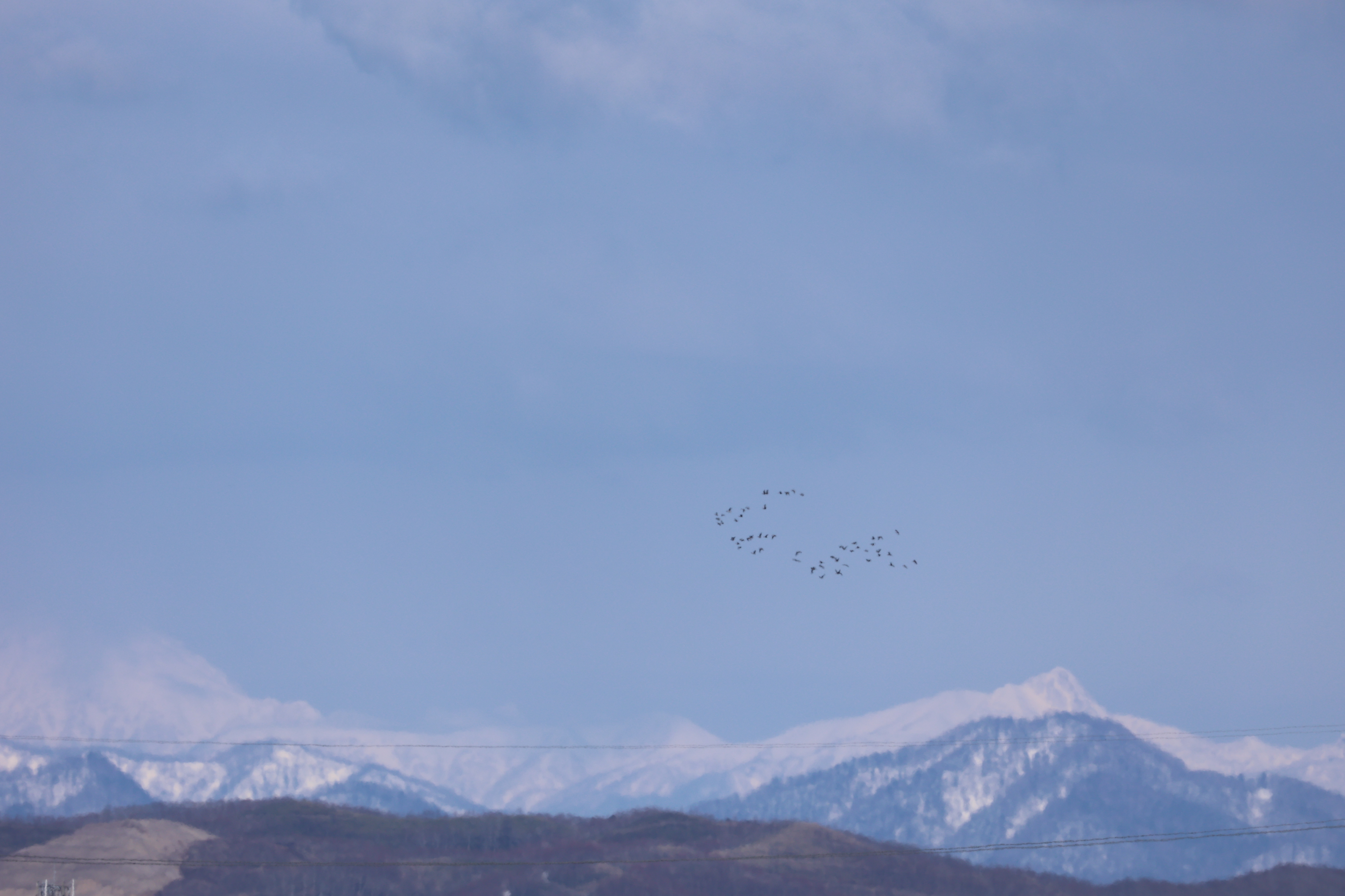 山の近くを飛ぶ鳥たち