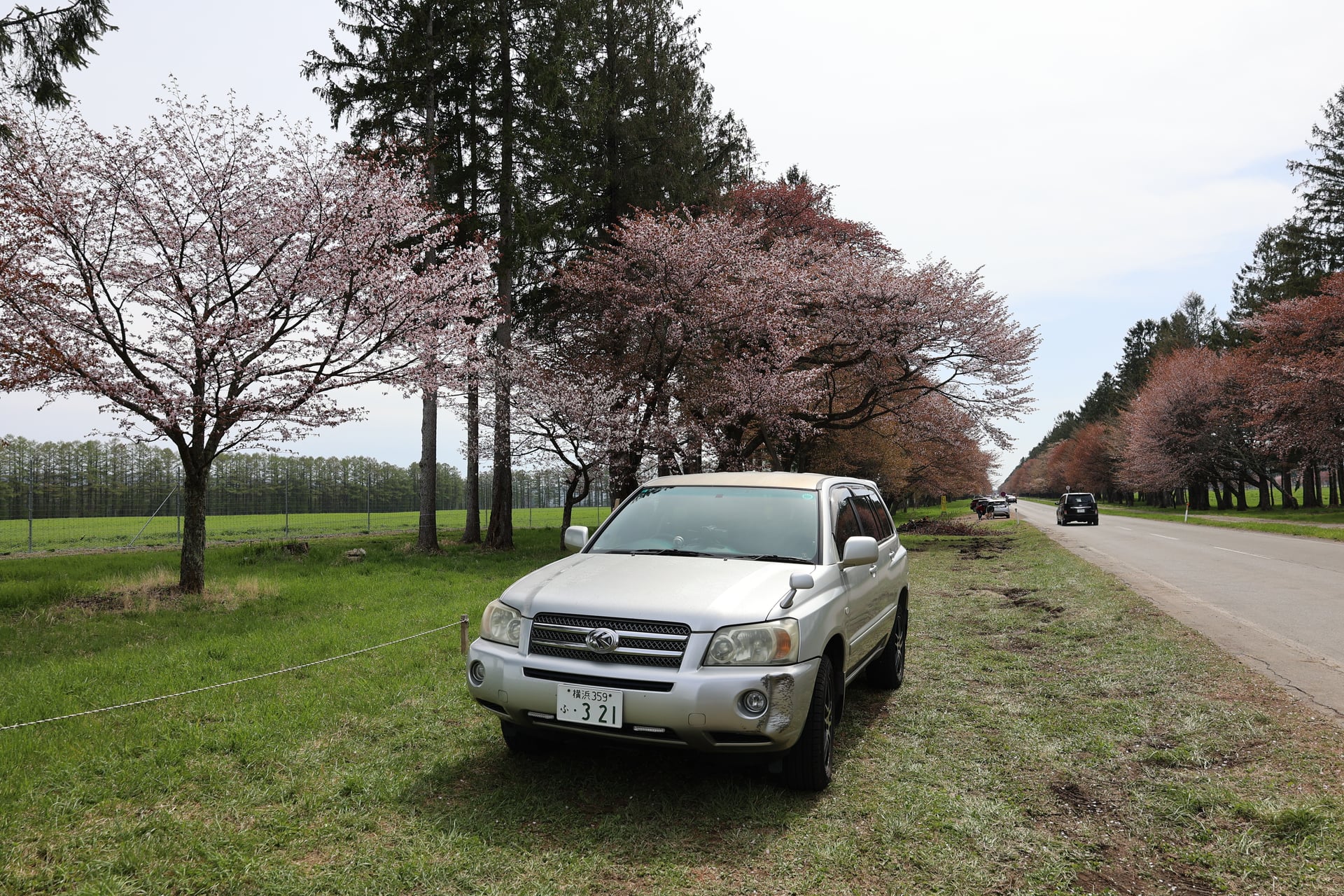 11.二十間道路の桜並木
